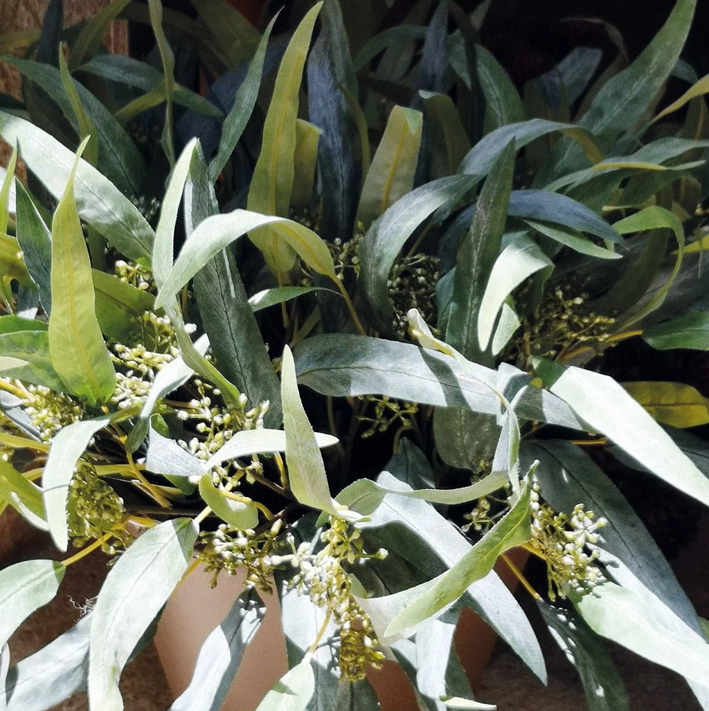 Long Leaf Eucalyptus Bunch — Fox & Beau