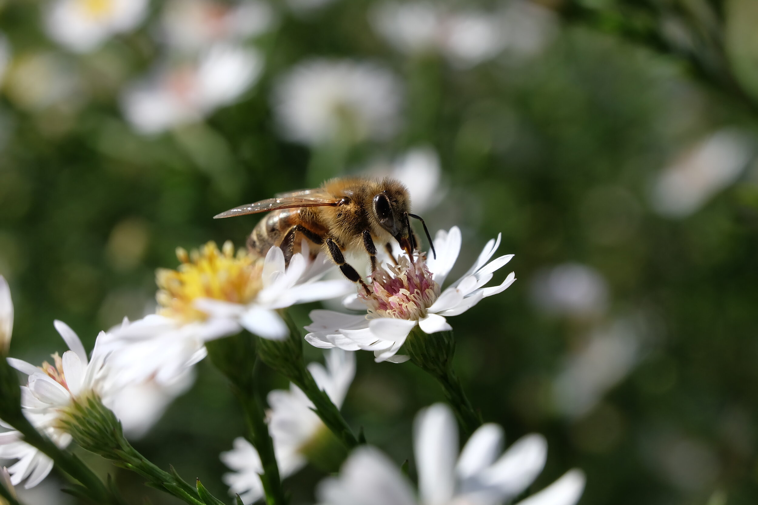 AdobeStock_224238921.jpeg