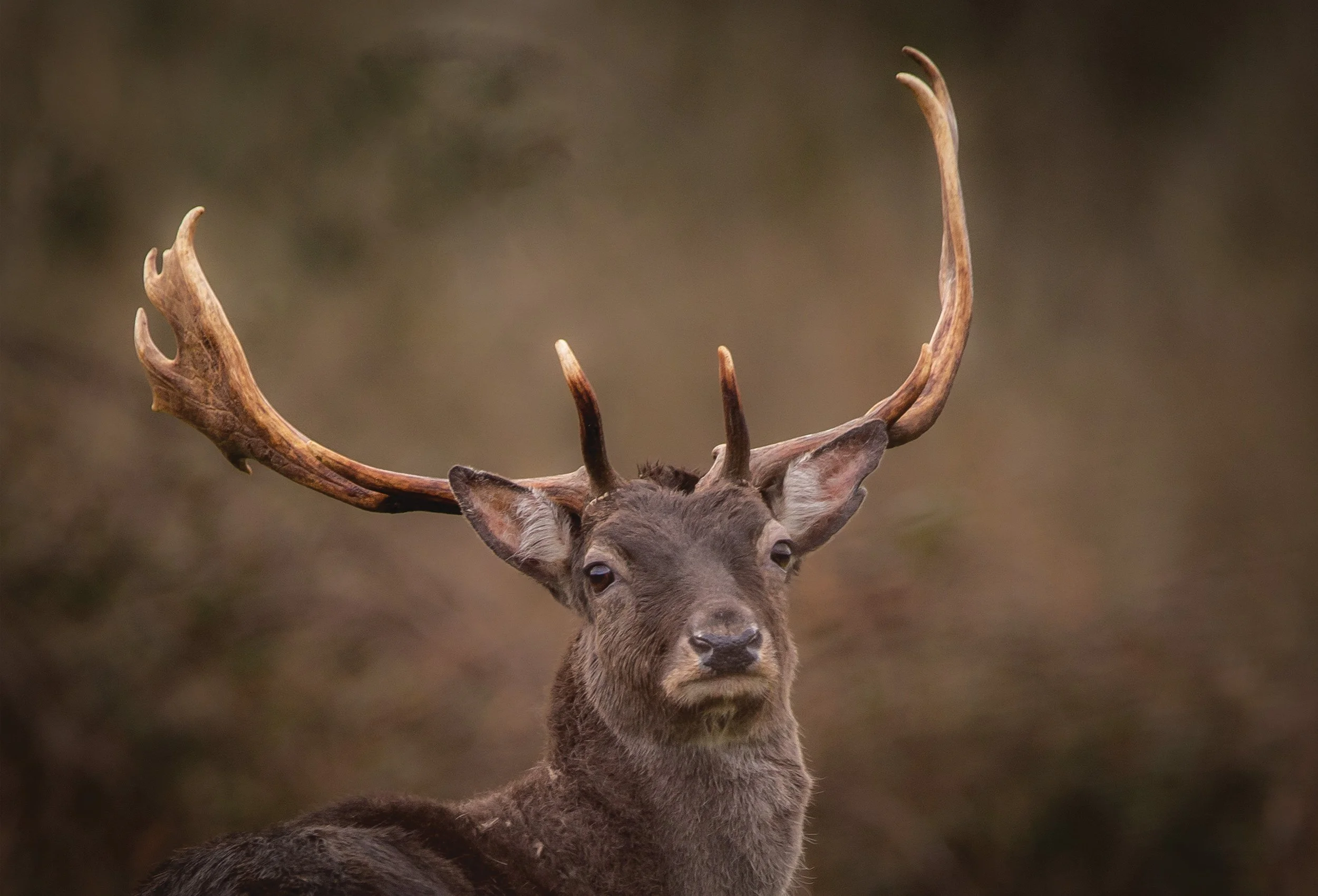 Fallow Stag Resize1.jpg