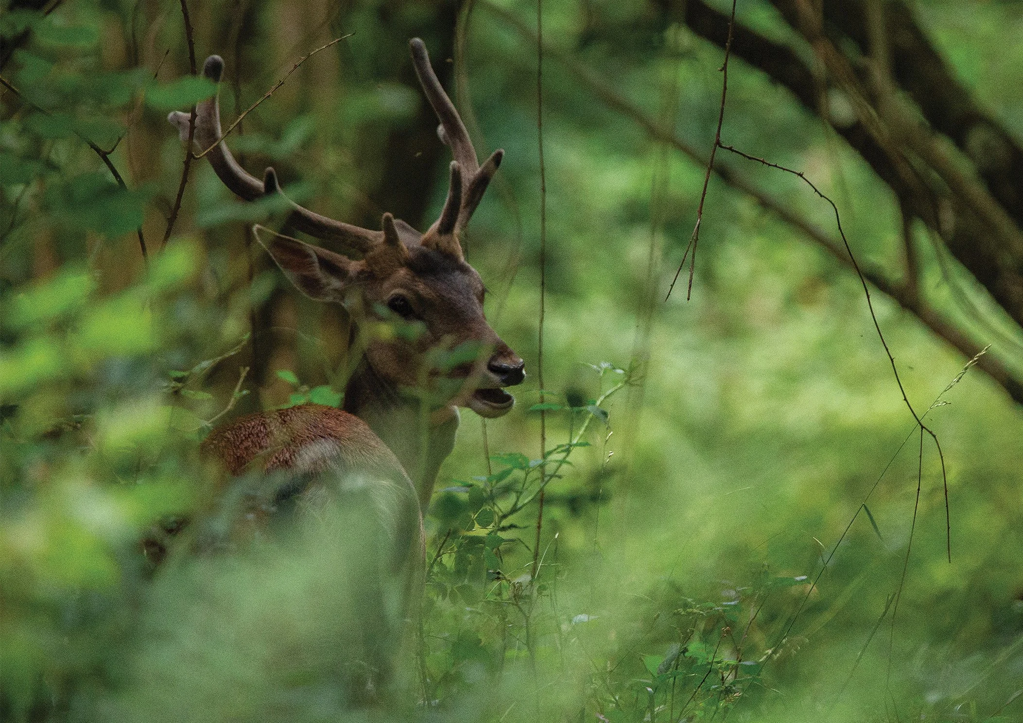 Fallow Deer Stag