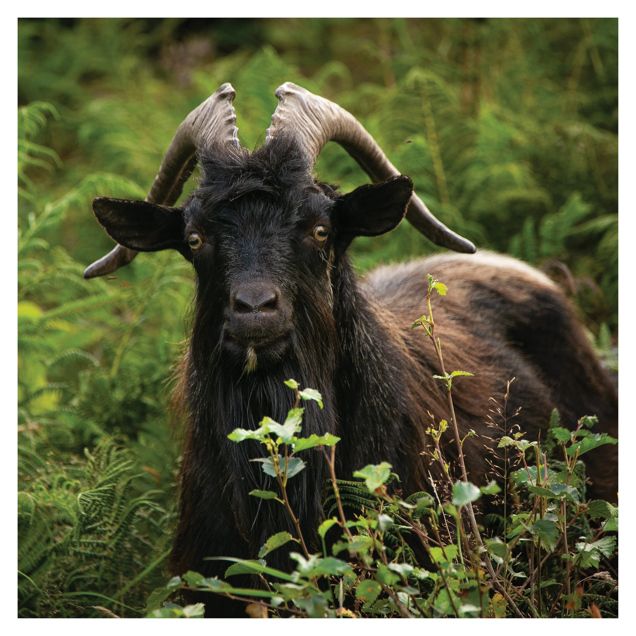 Wild Goat