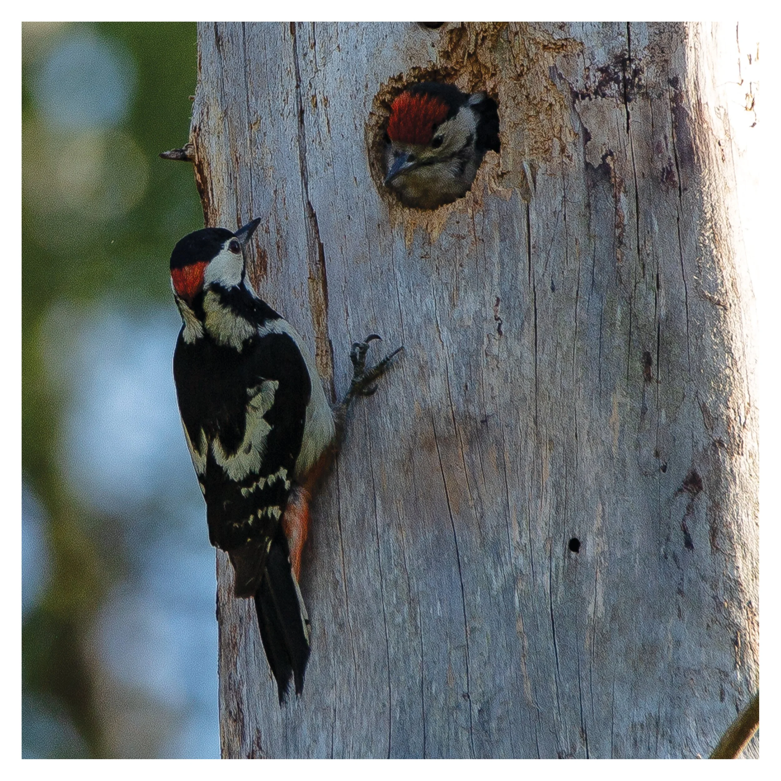 Great Spotted Woodpecker