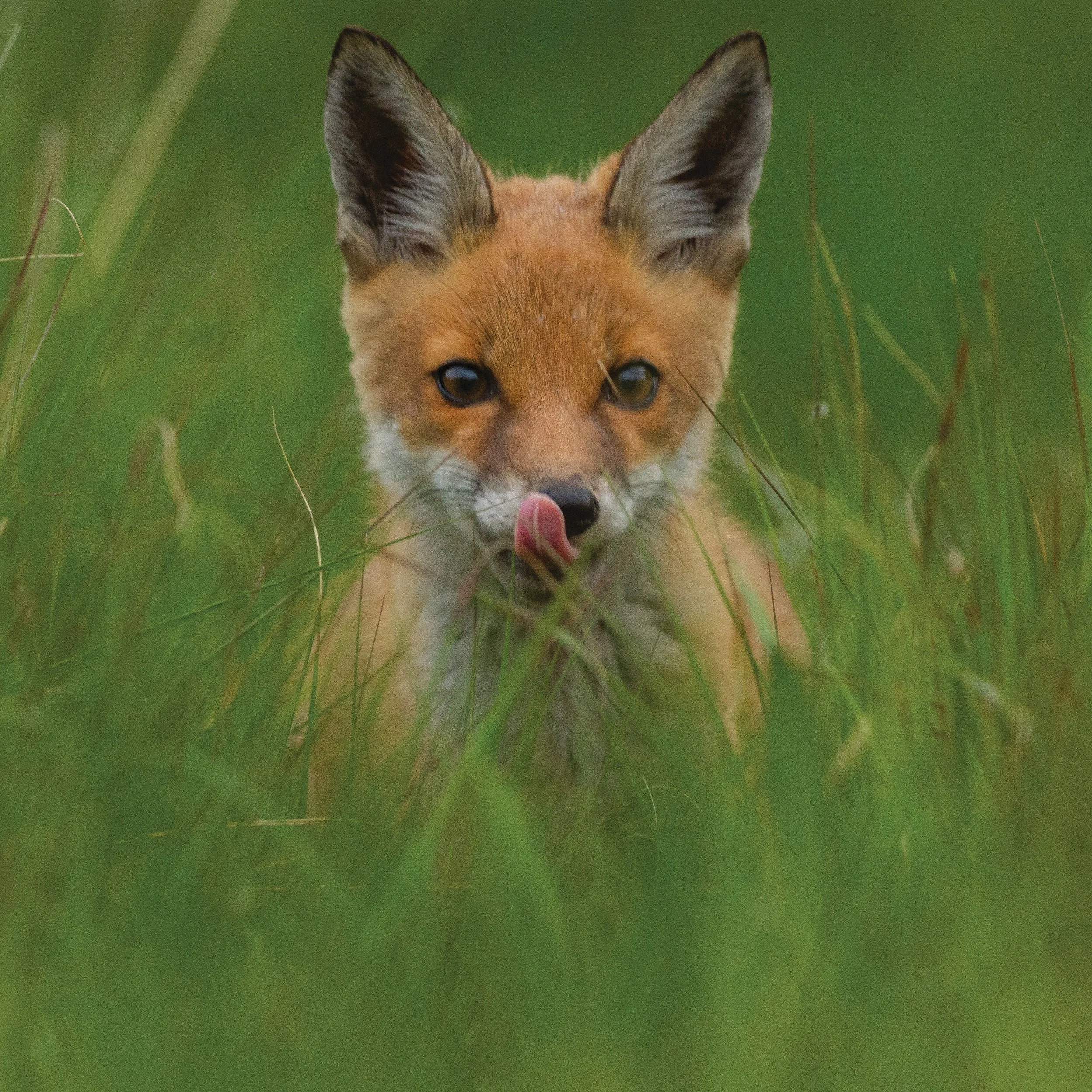 Fox RS7.jpg