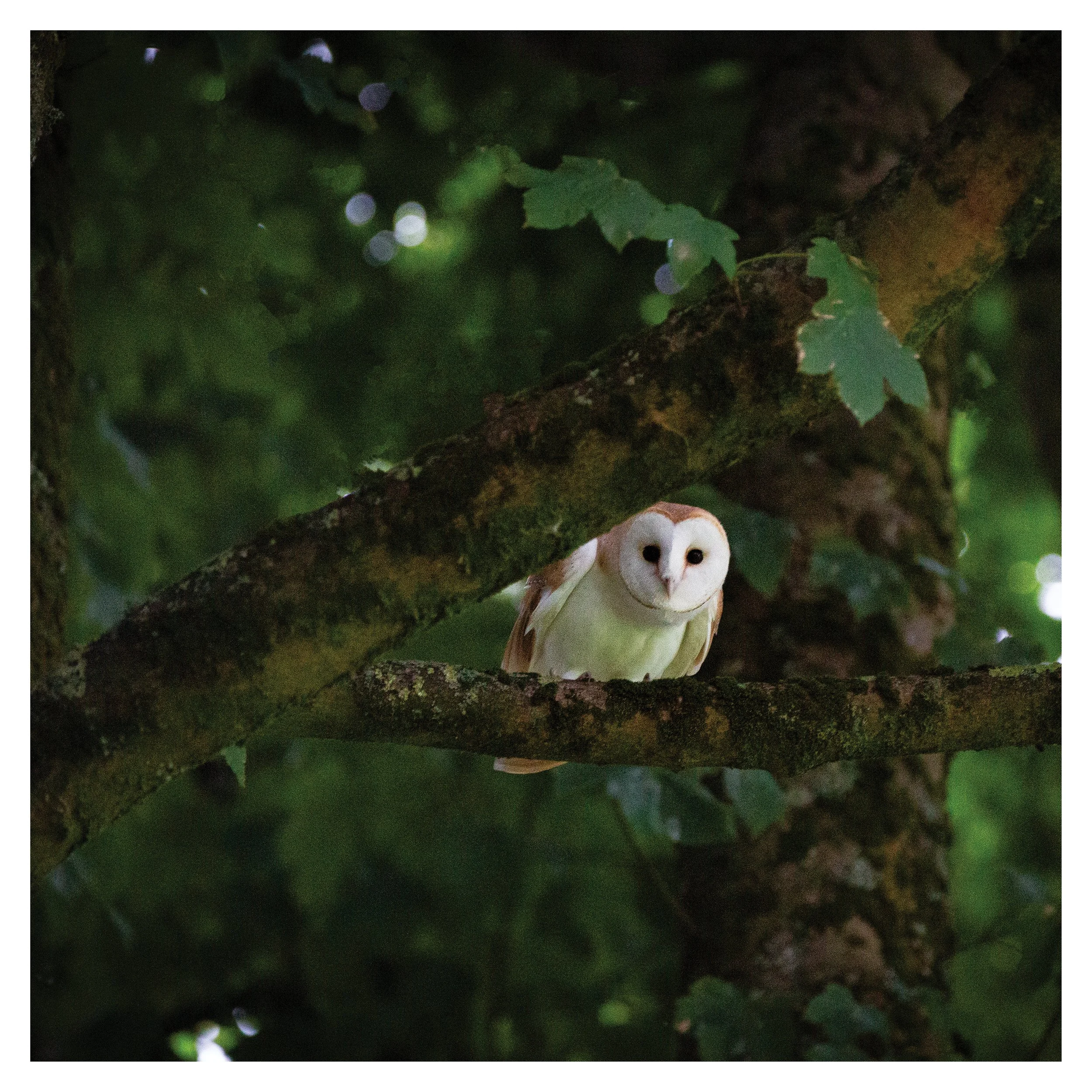 Barn Owl