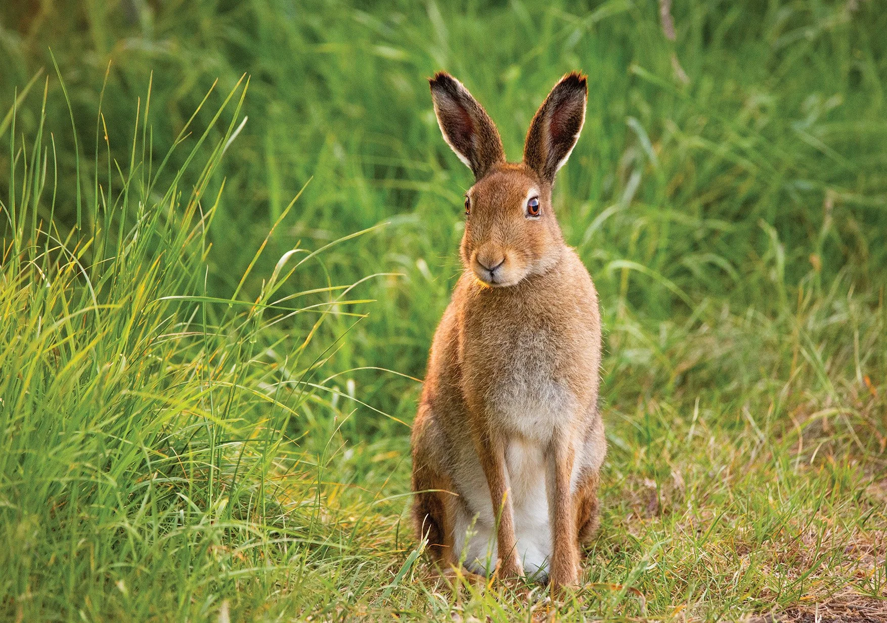 Hare_ copy.jpg