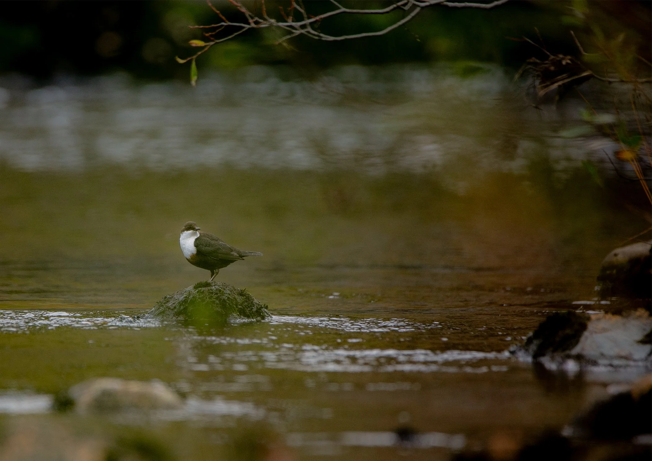 Dipper