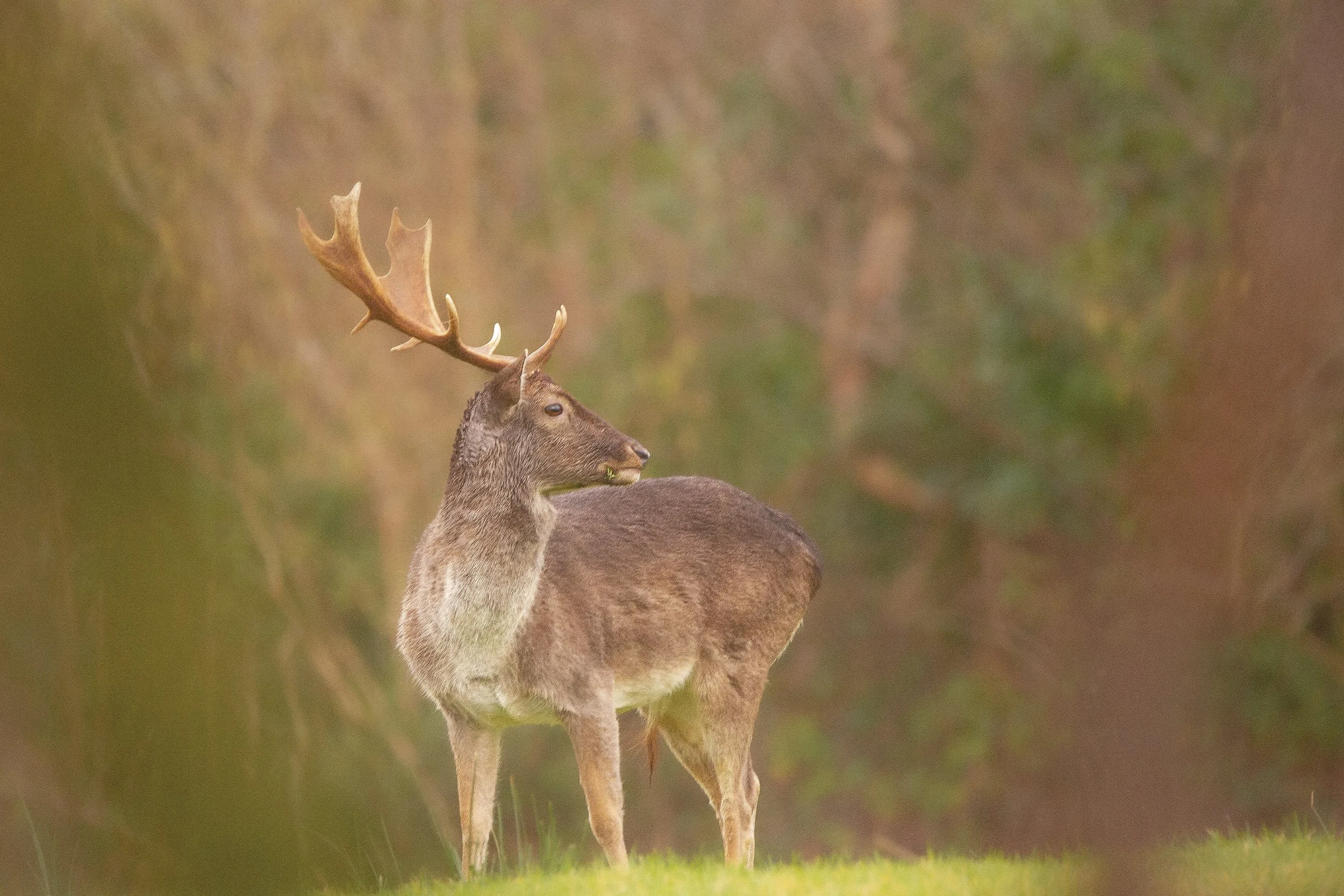 Fallow Deer Stag
