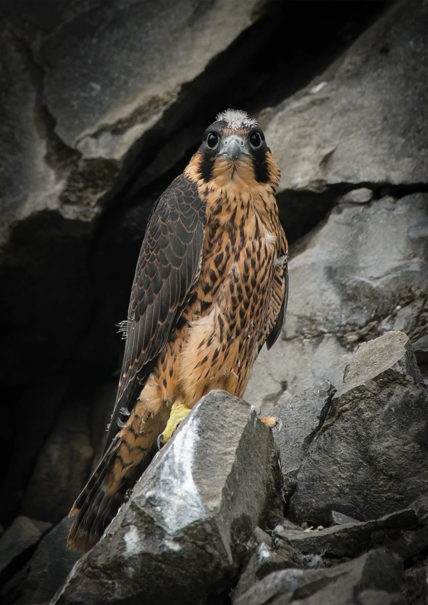 Peregrine Falcon