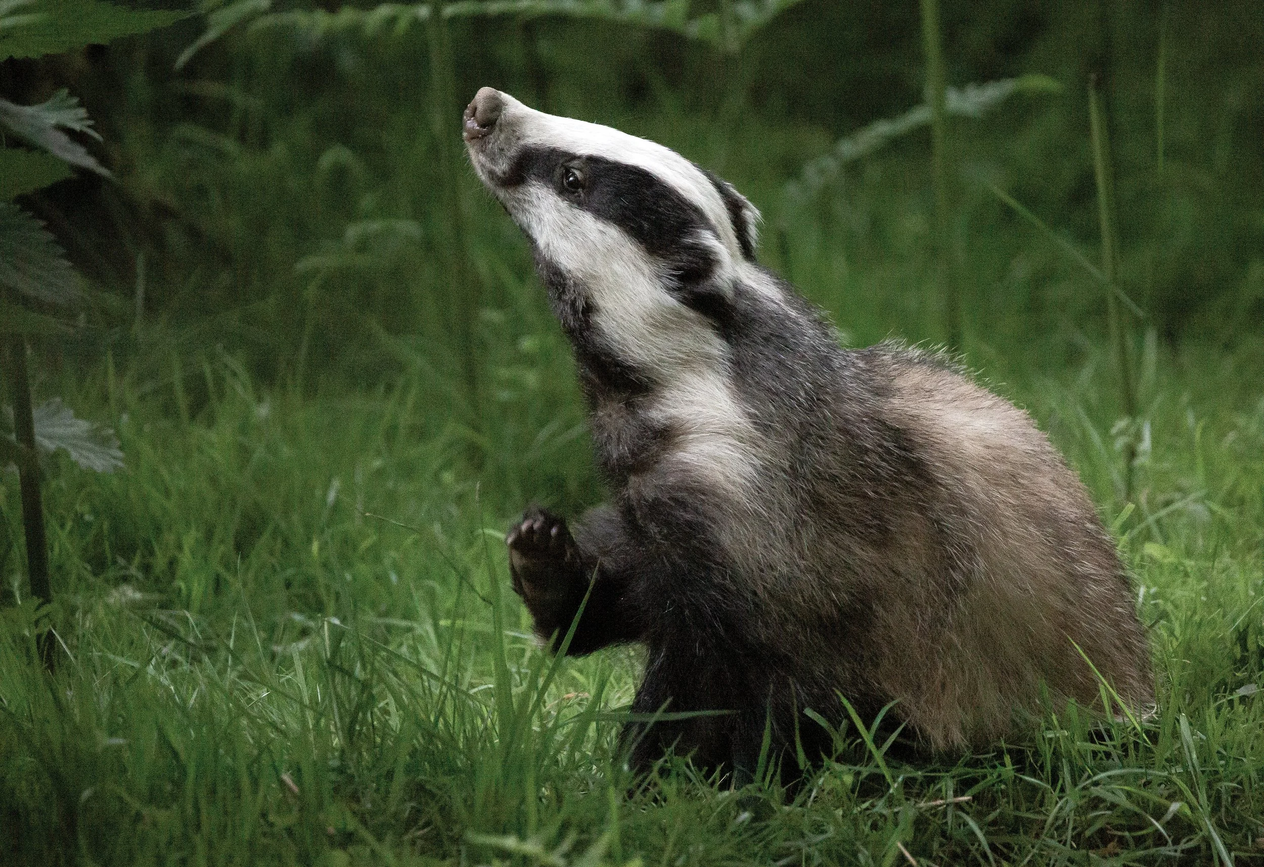 Badger Dalys 4 copy.jpg