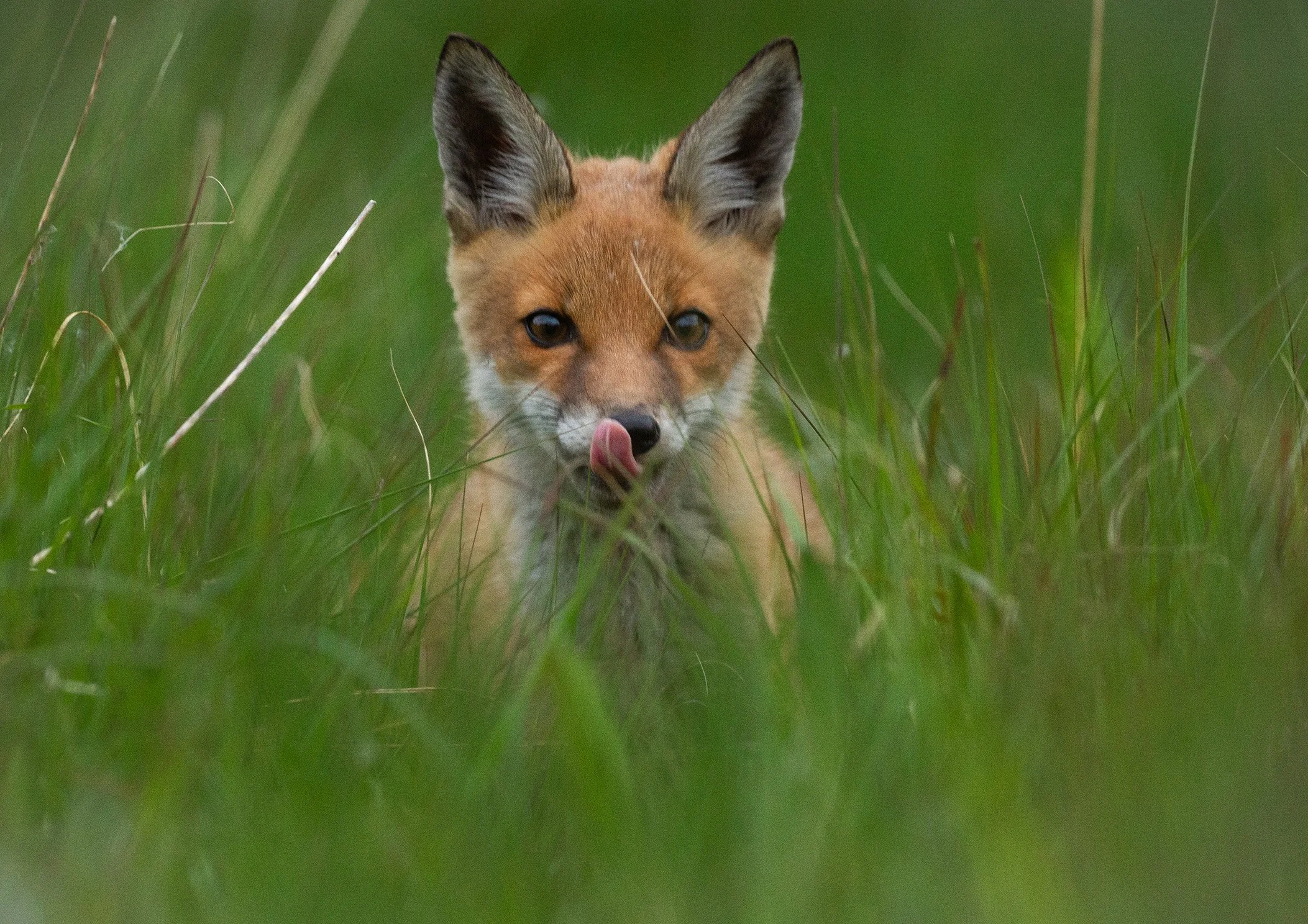 Fox Cub