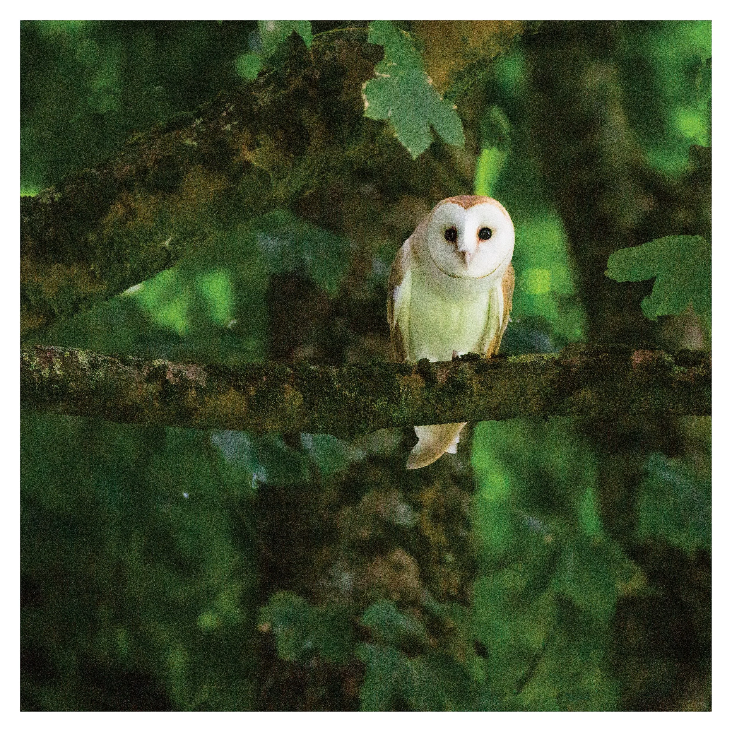 Barn Owl