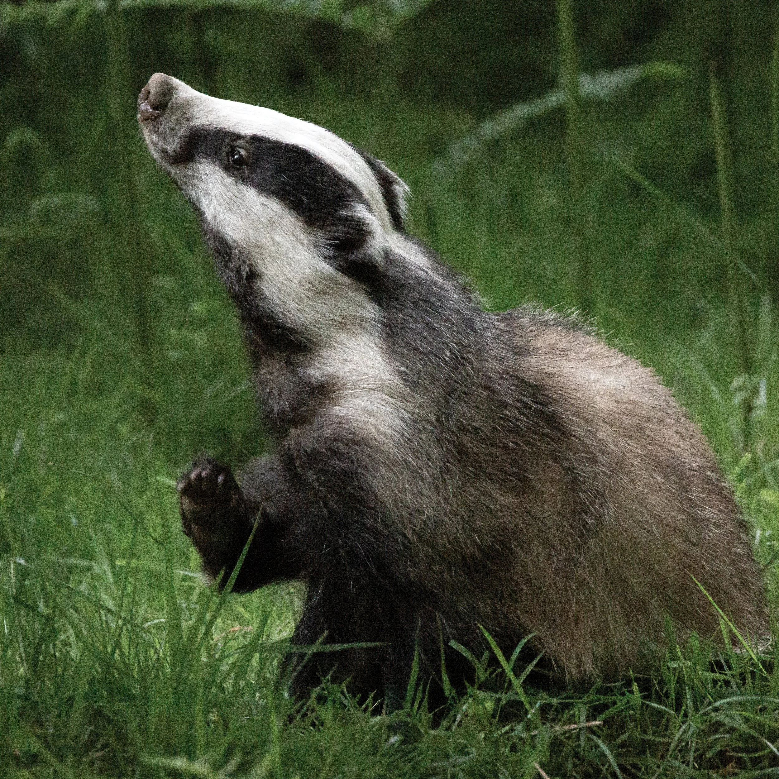 Badger 3.jpg