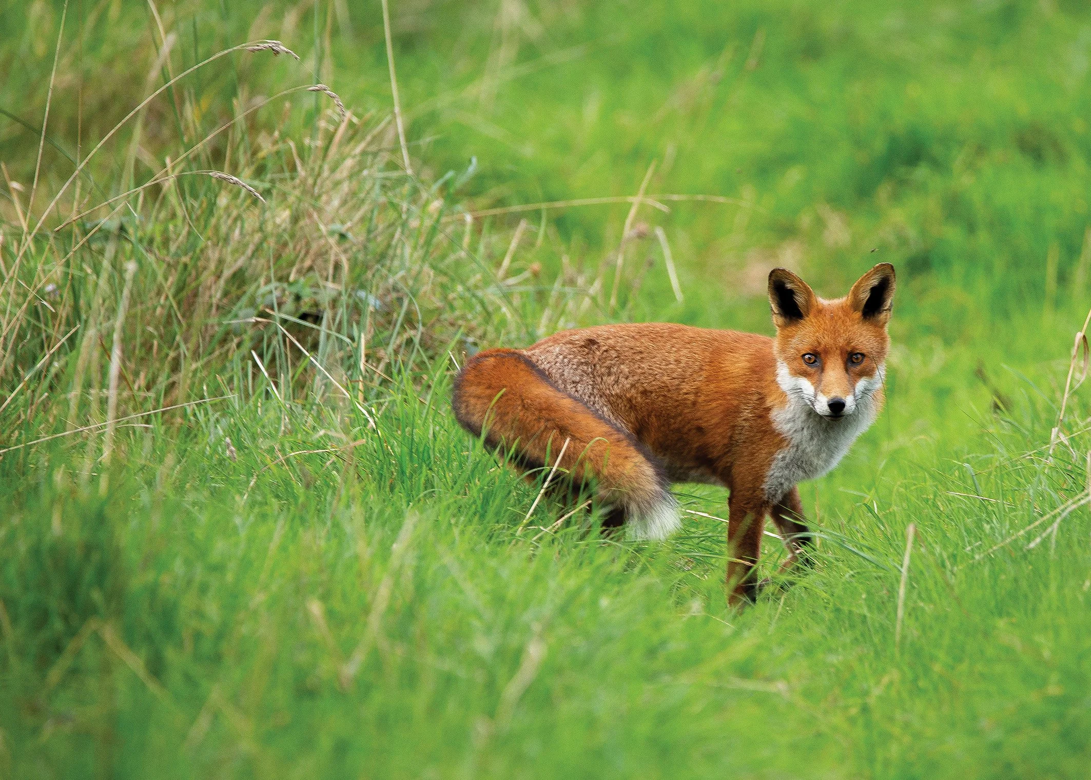Fox
