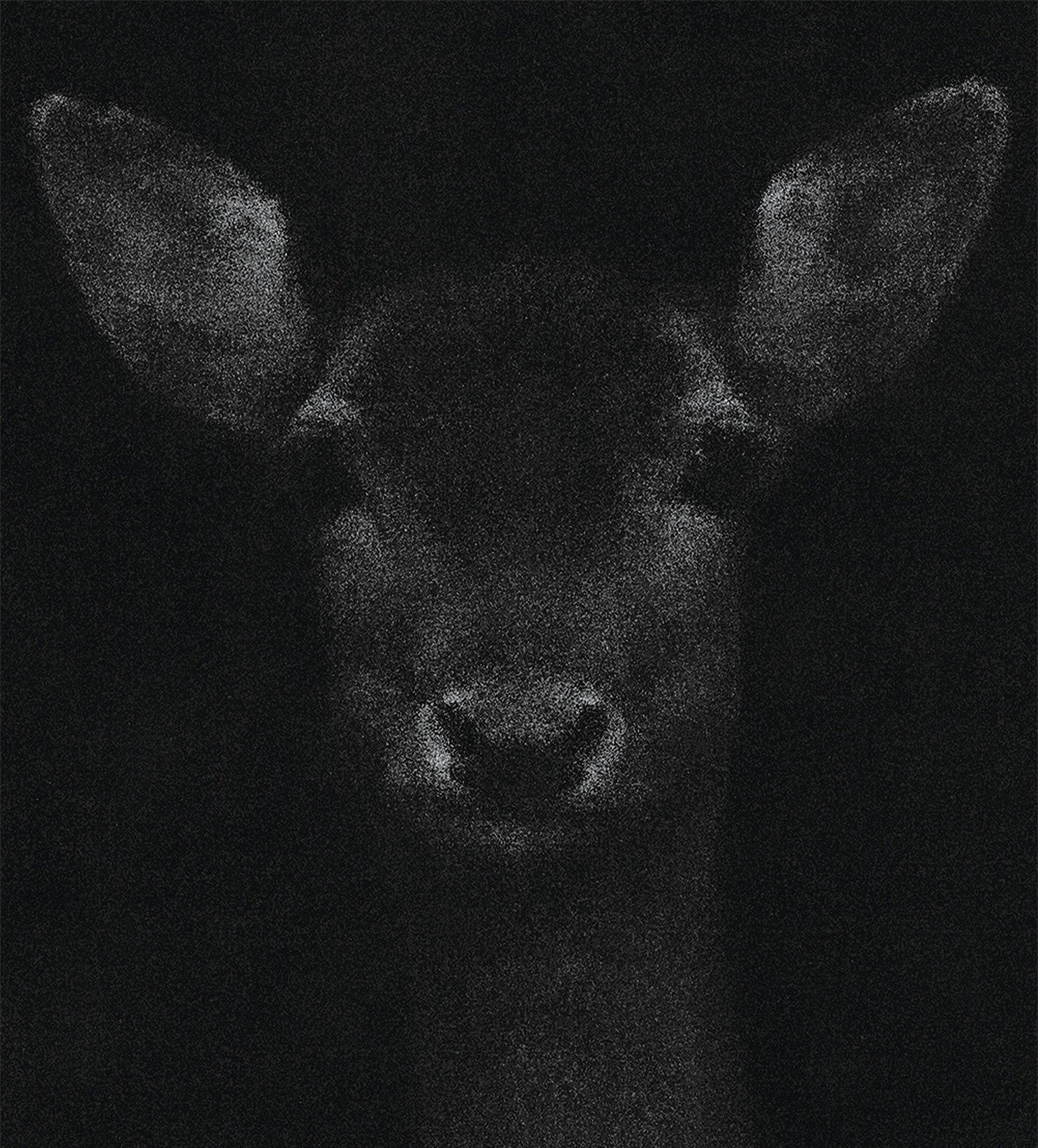 Fallow Hind.jpg