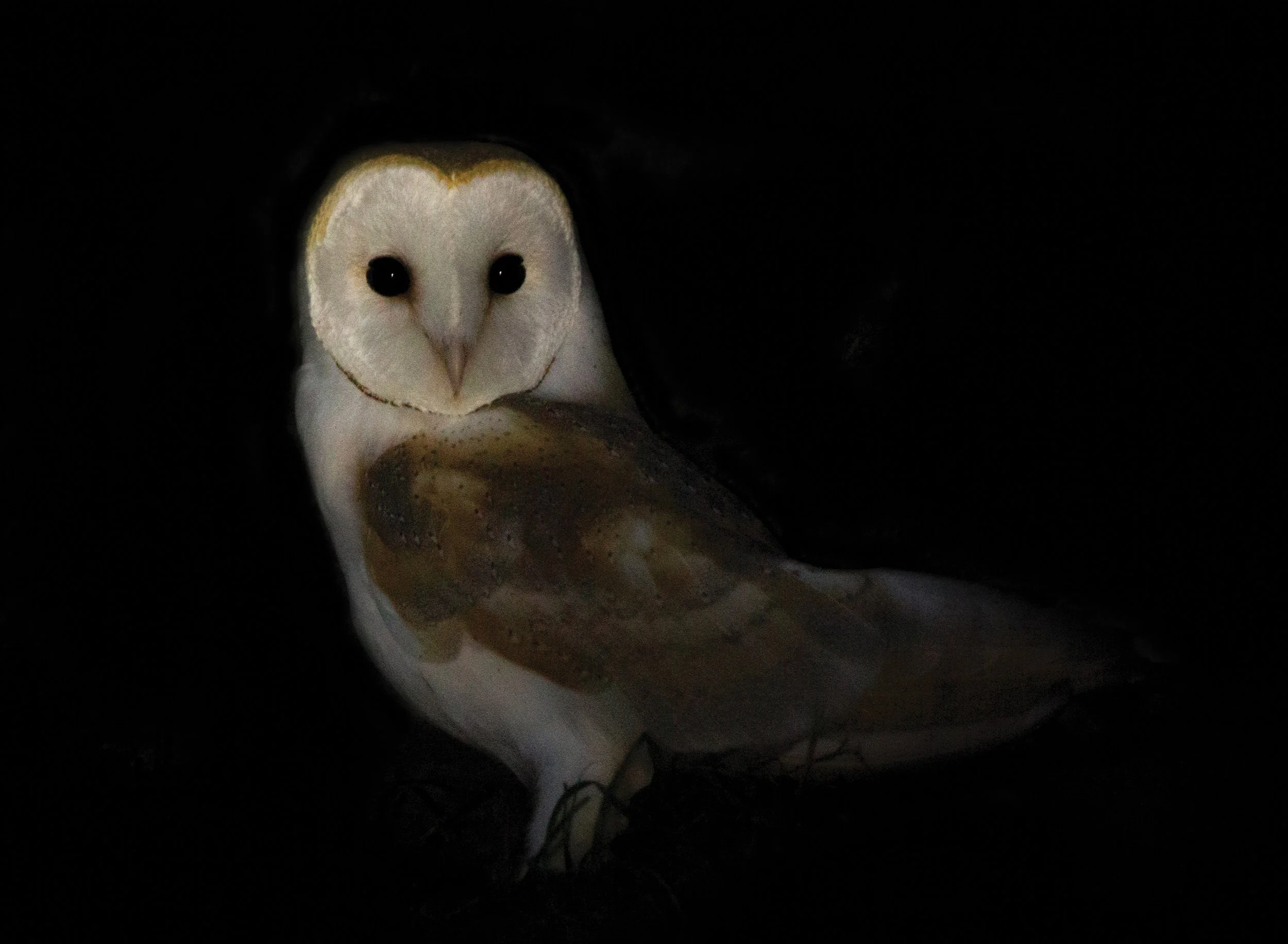 Barn Owl Cork 1.1.jpg