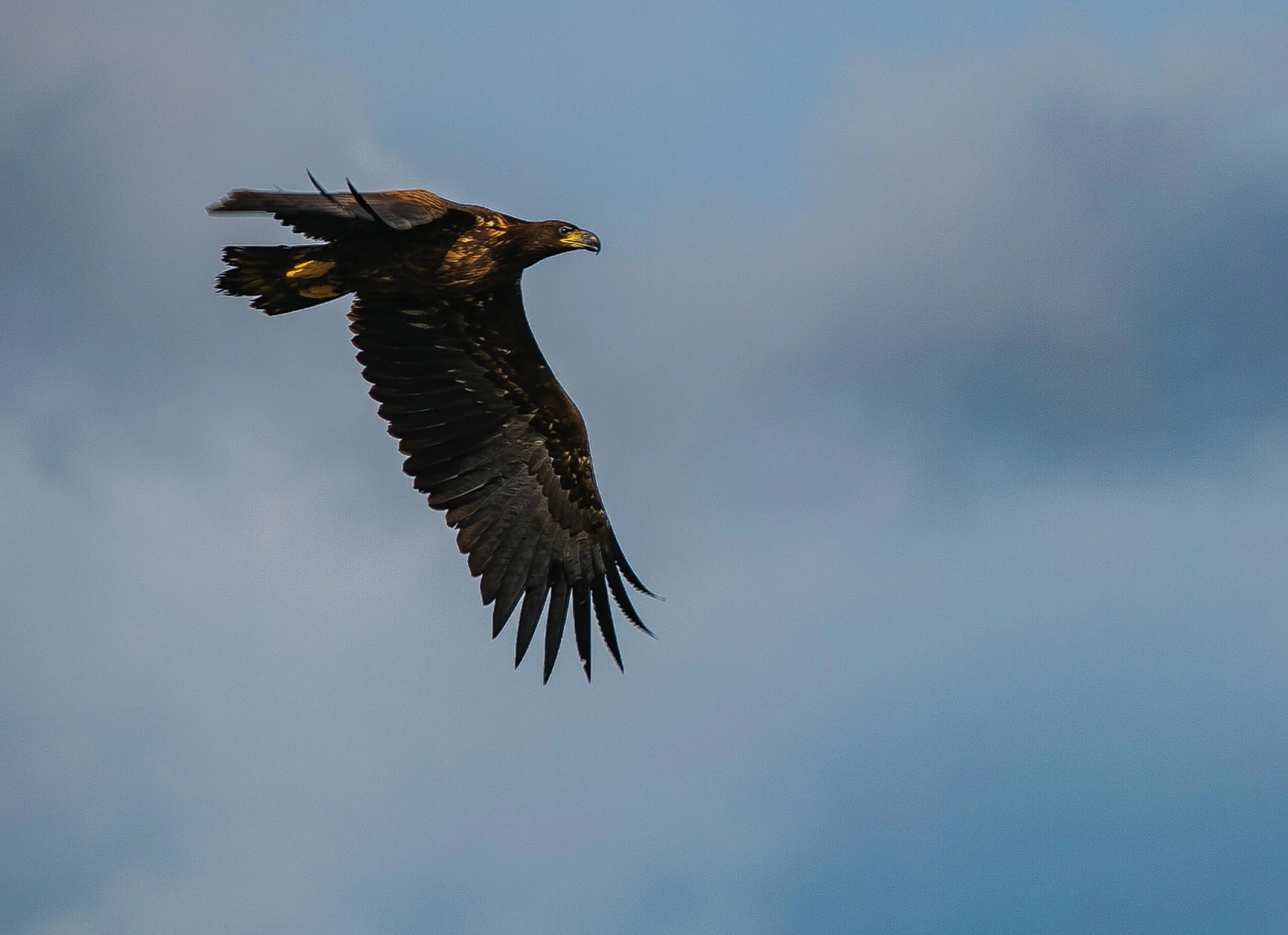 W Sea Eagle.jpg