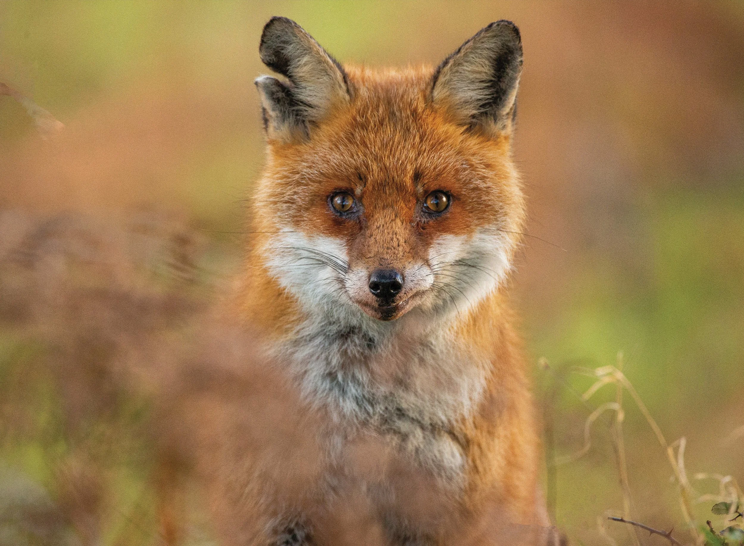 Fox Cork 1.jpg