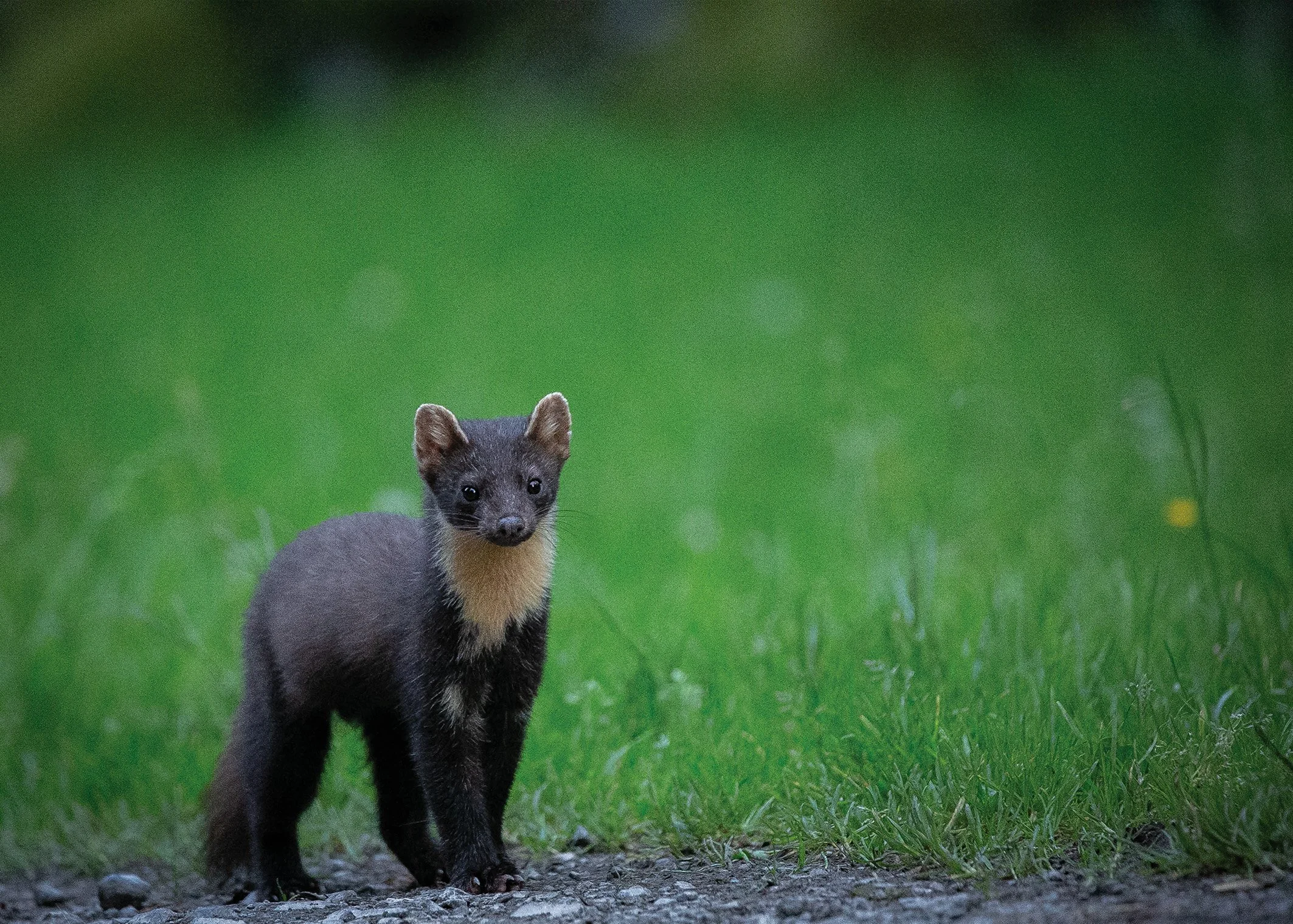 Pine Marten 90.jpg