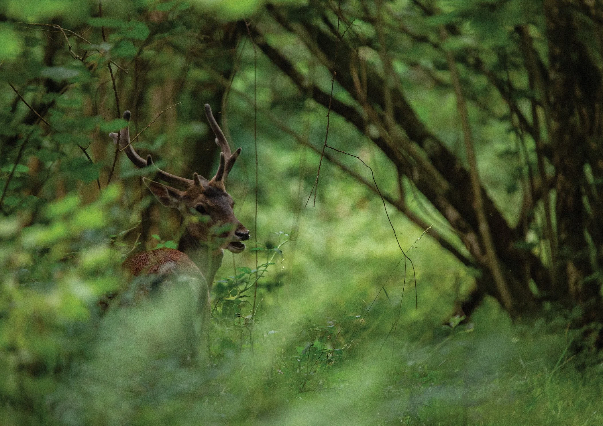 Fallow Stag in Woods.jpg