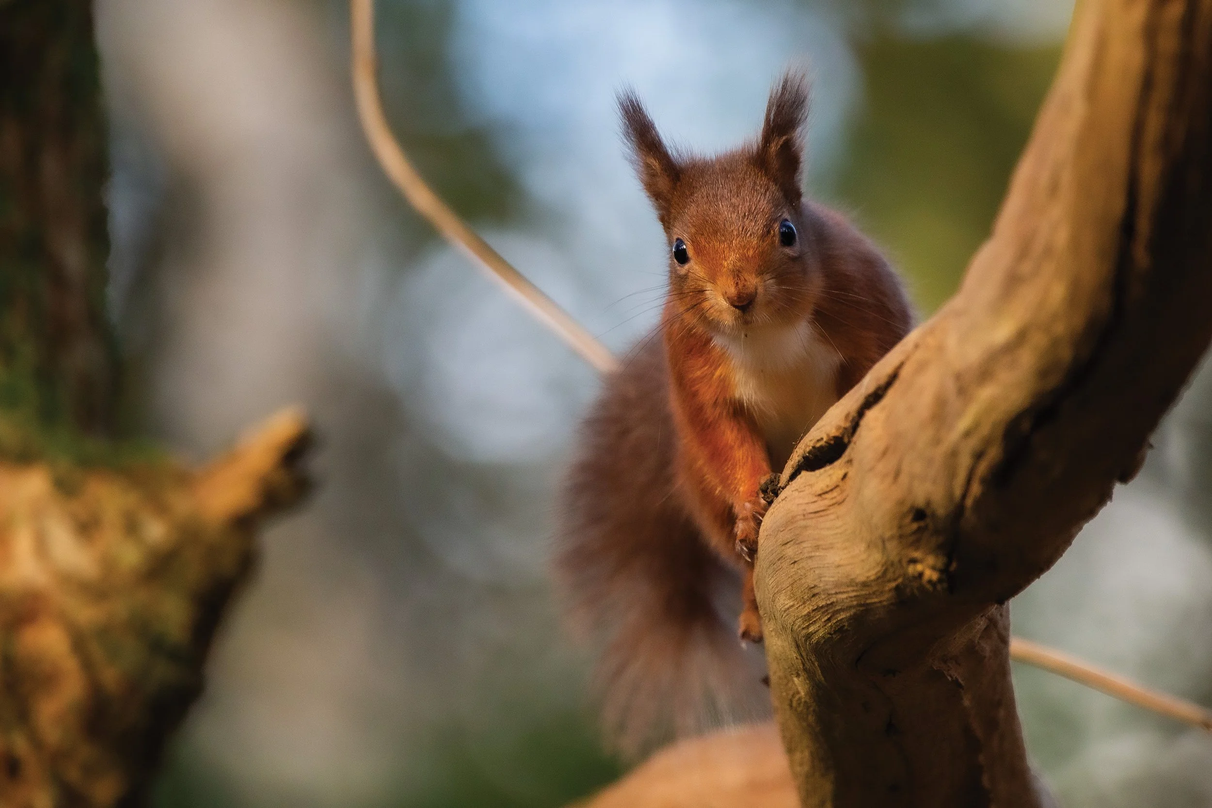 Red Squirrel RS9.jpg