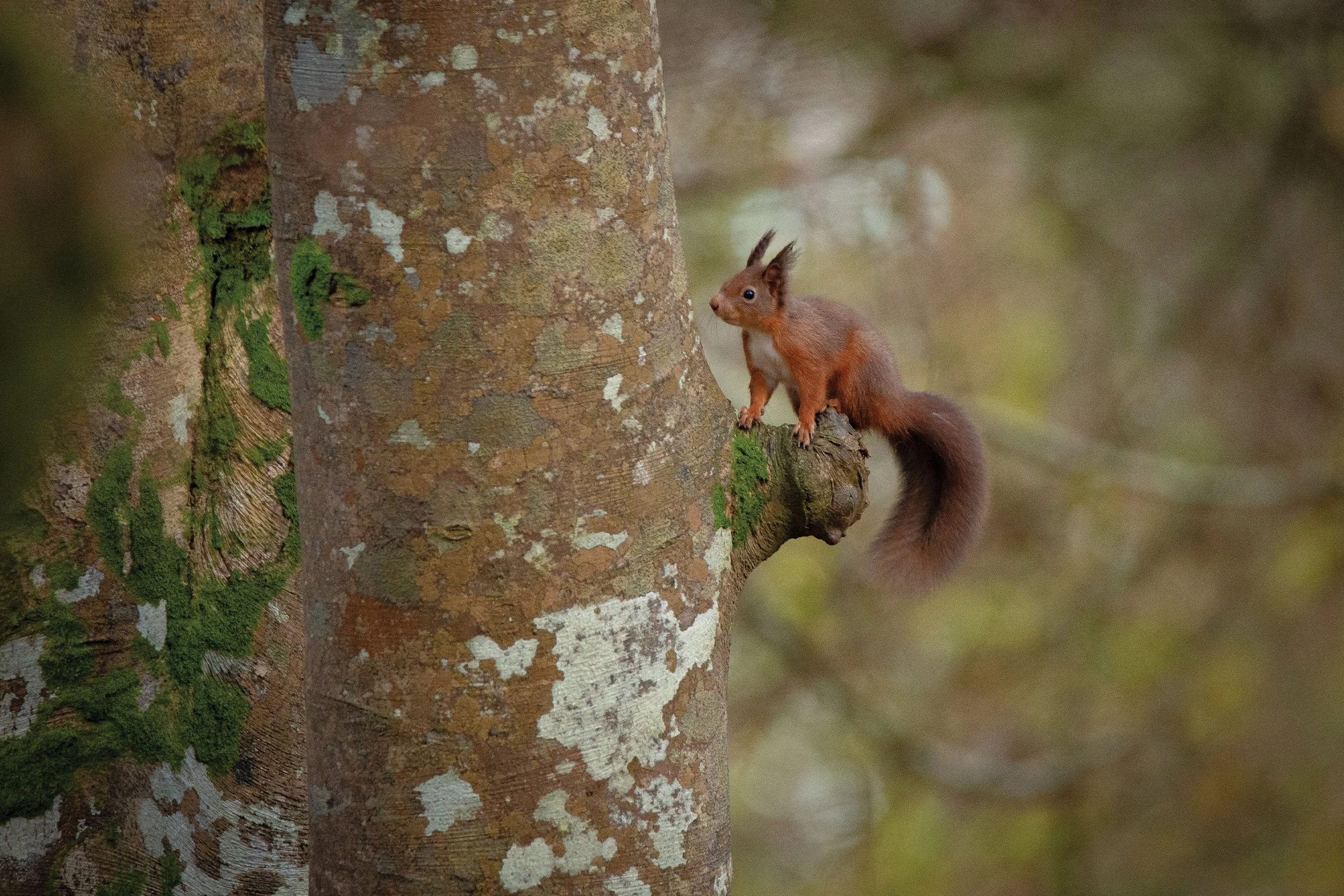 Red Squirrel New 5.jpg
