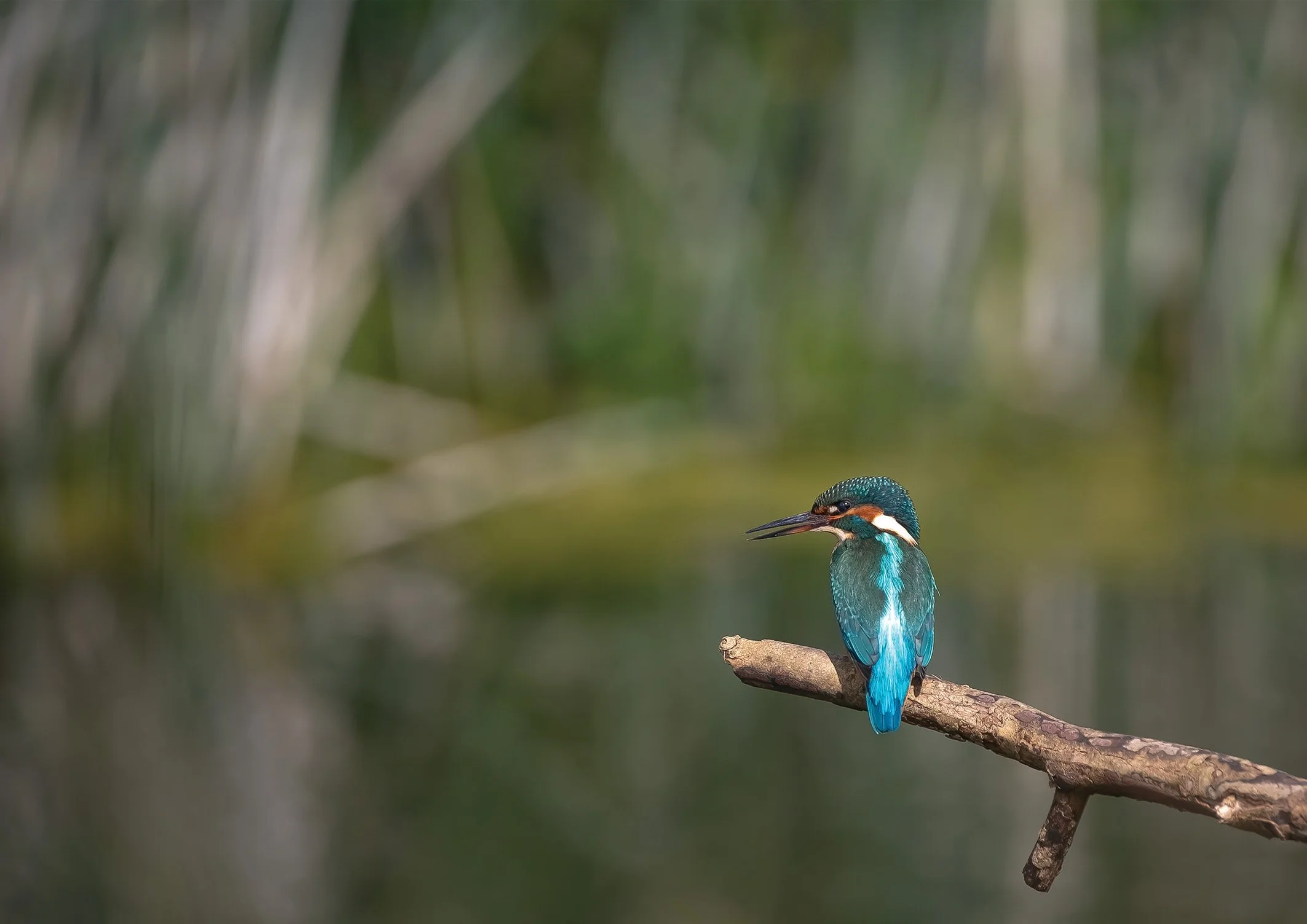 Kingfisher