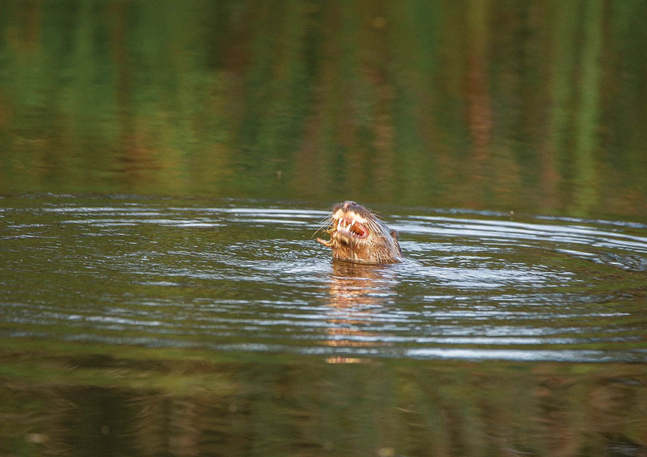 Otter eating crab.jpg