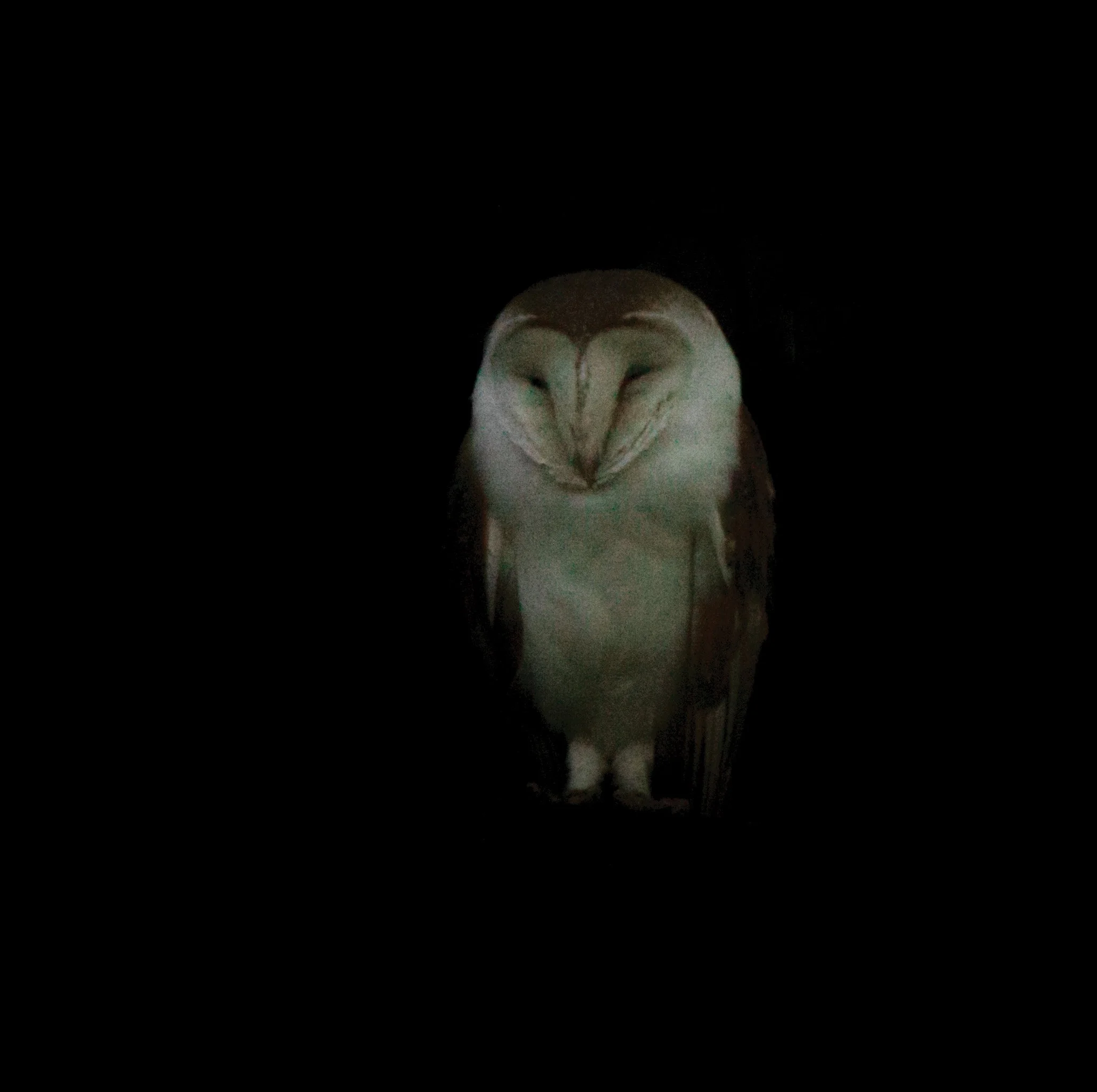 Barn Owl