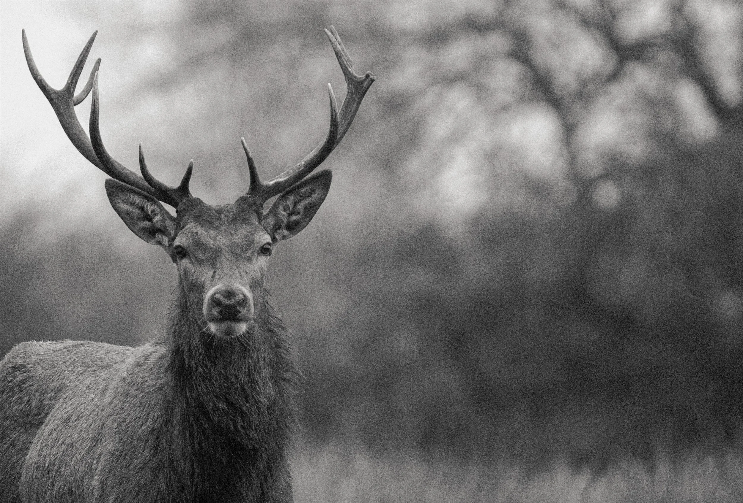 Stag BW Landscape.jpg