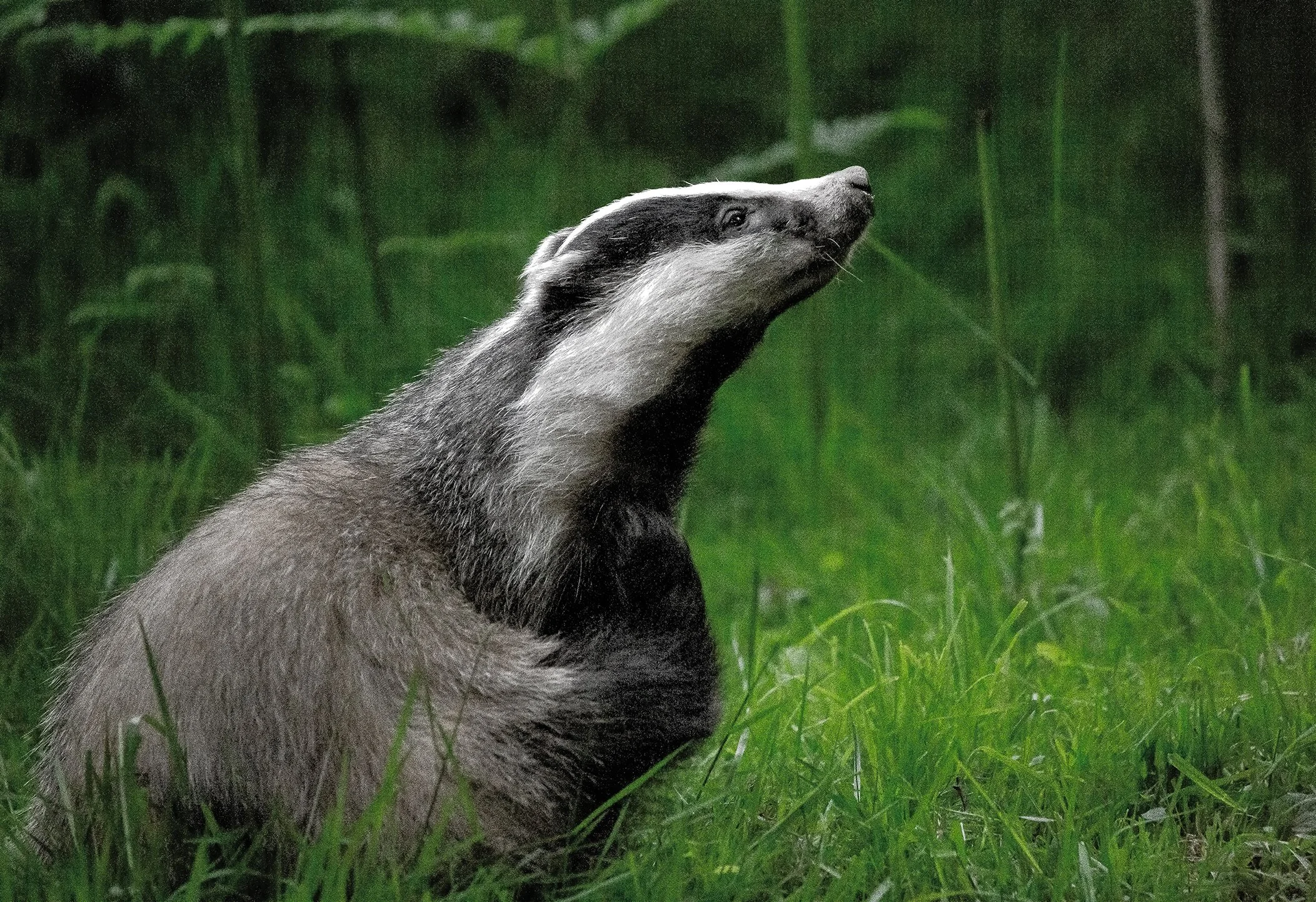 Badger Exh copy.jpg