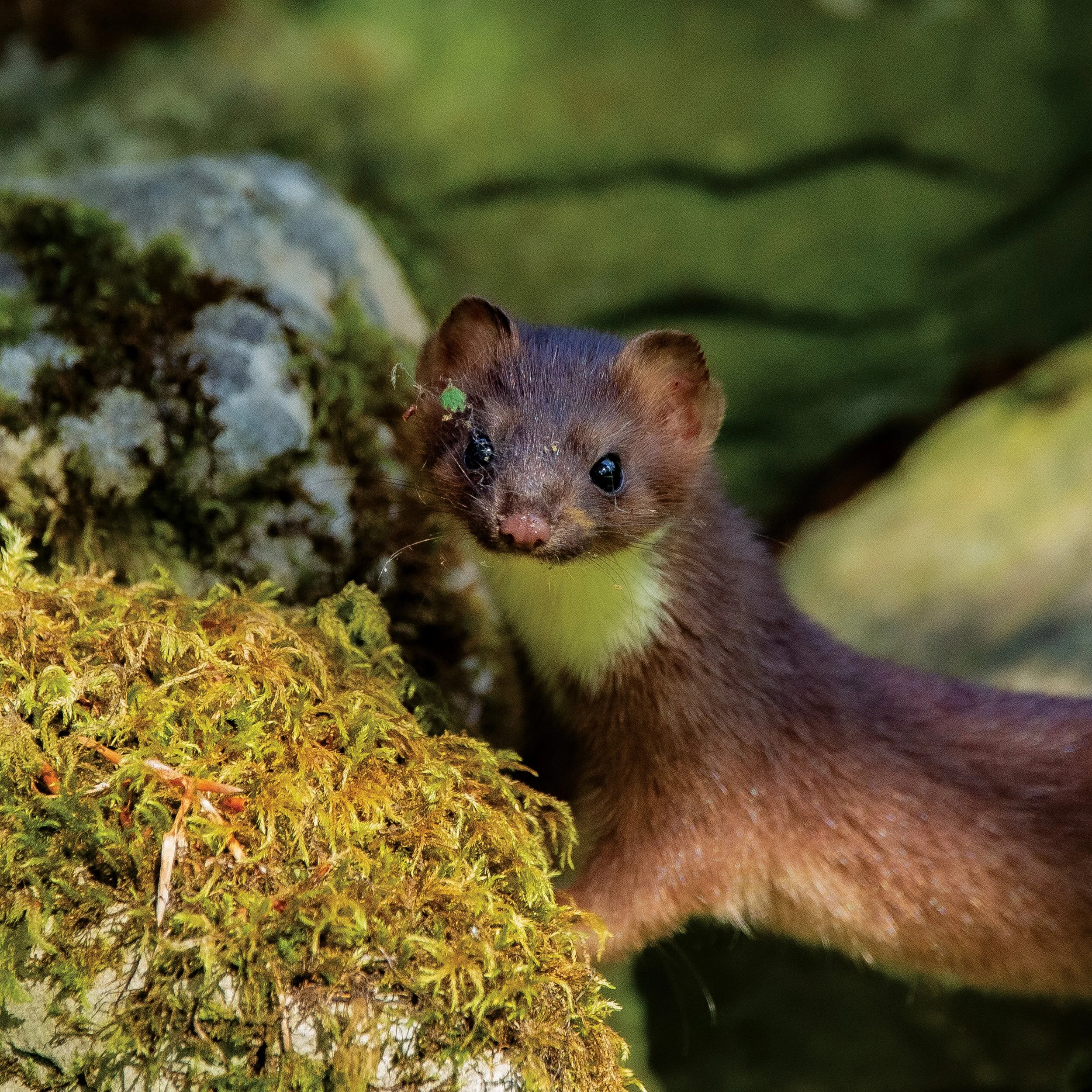Stoat 1.jpg