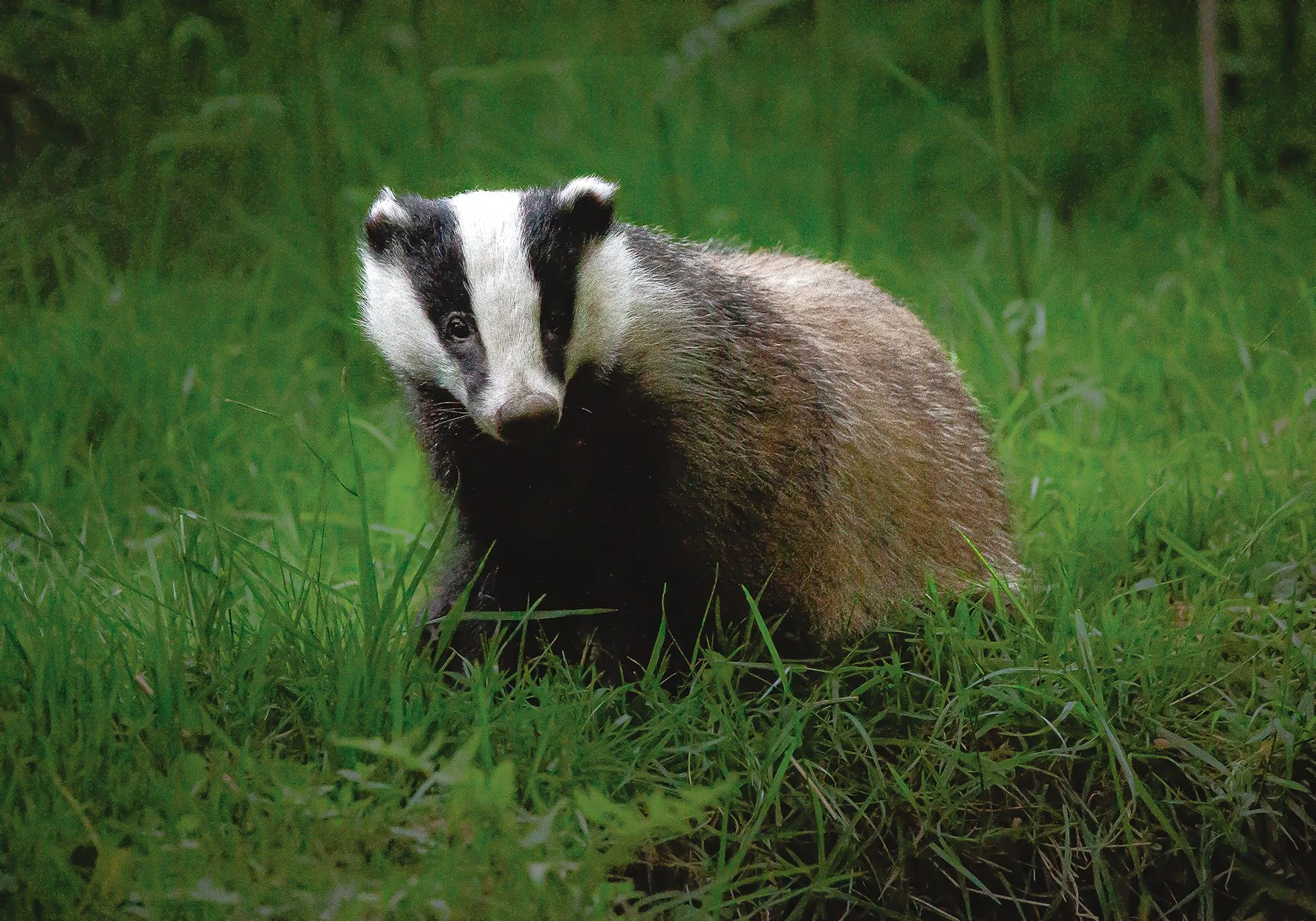 Badger on a summers evening