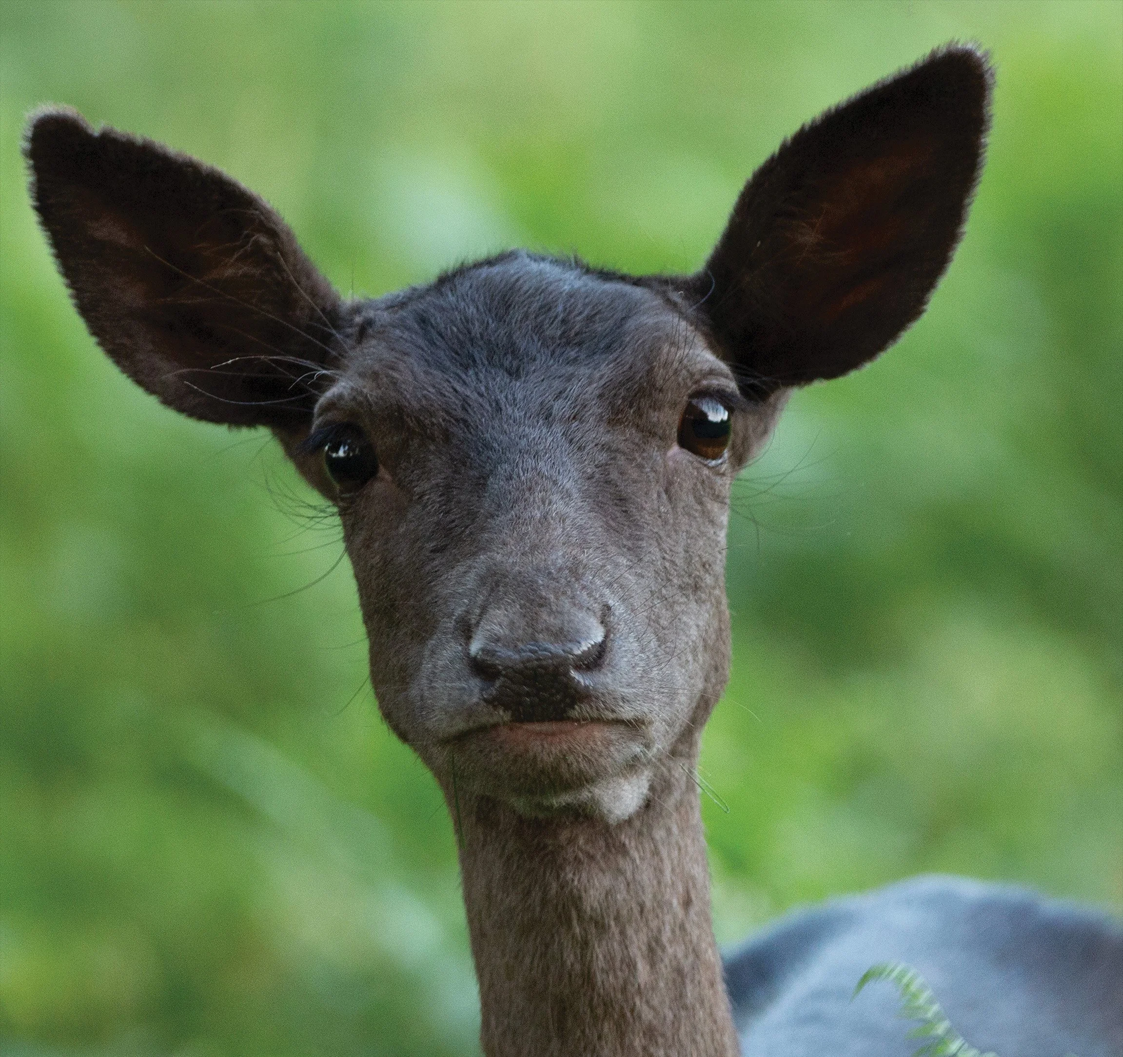 Fallow Deer Yearling