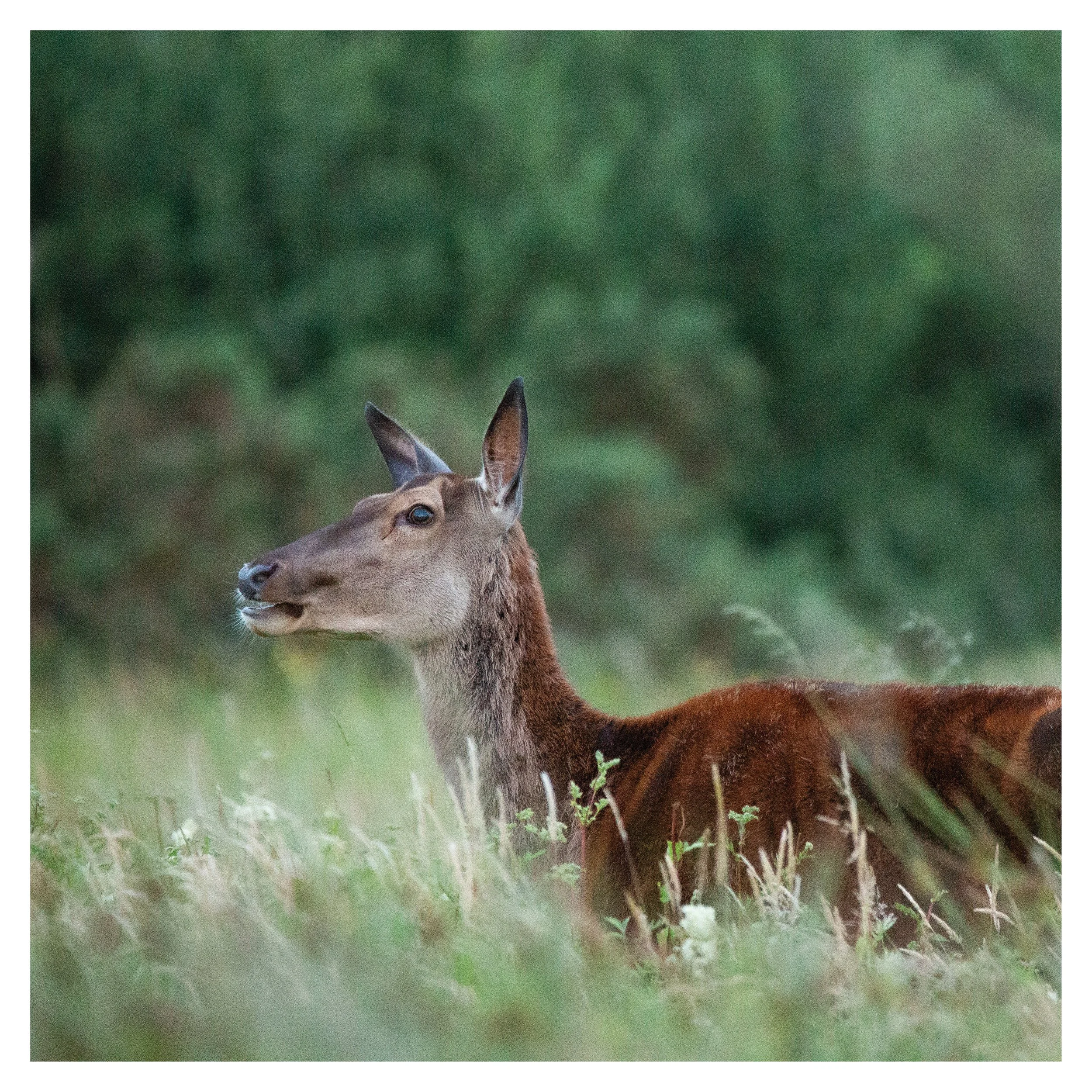 Red Deer - Female