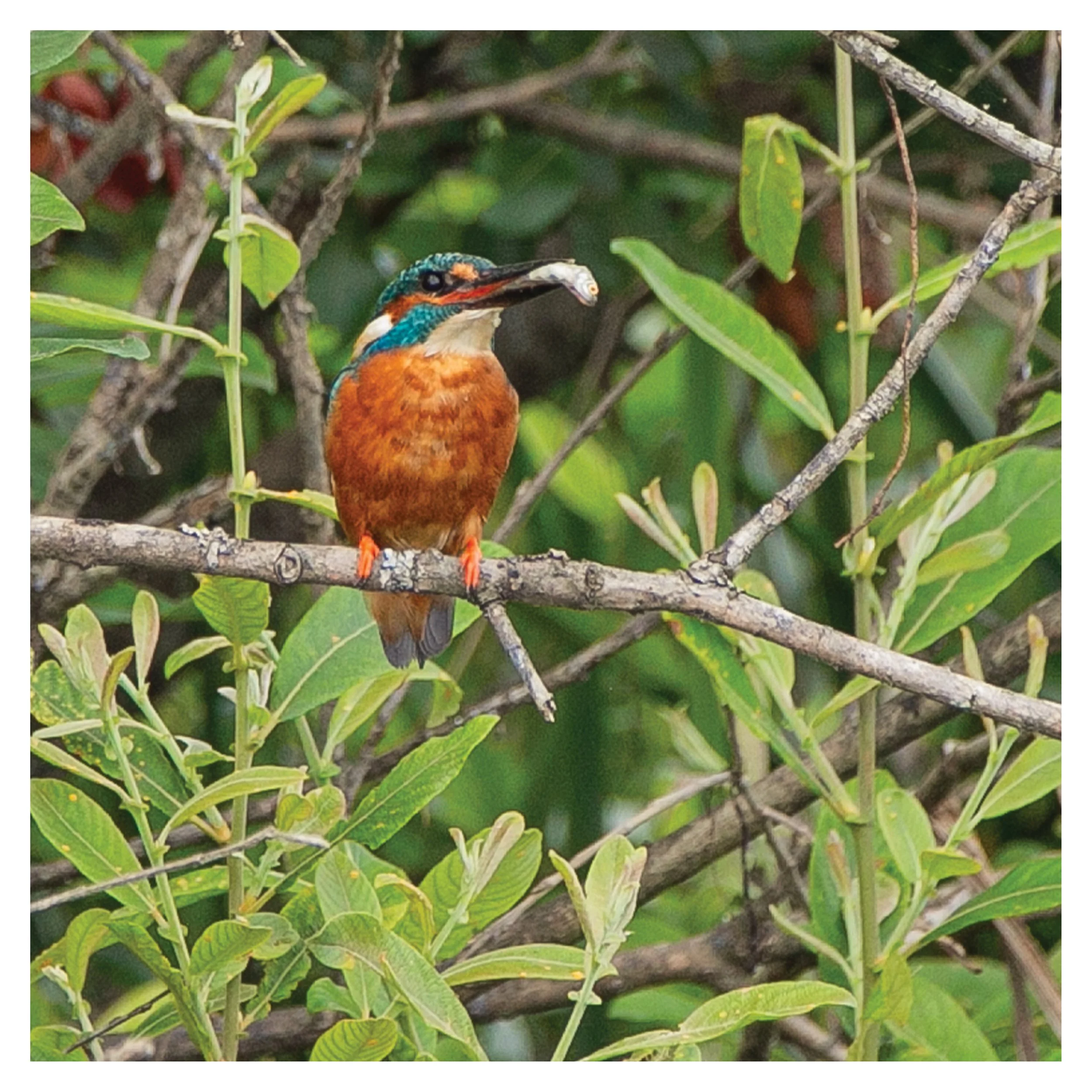 Kingfisher