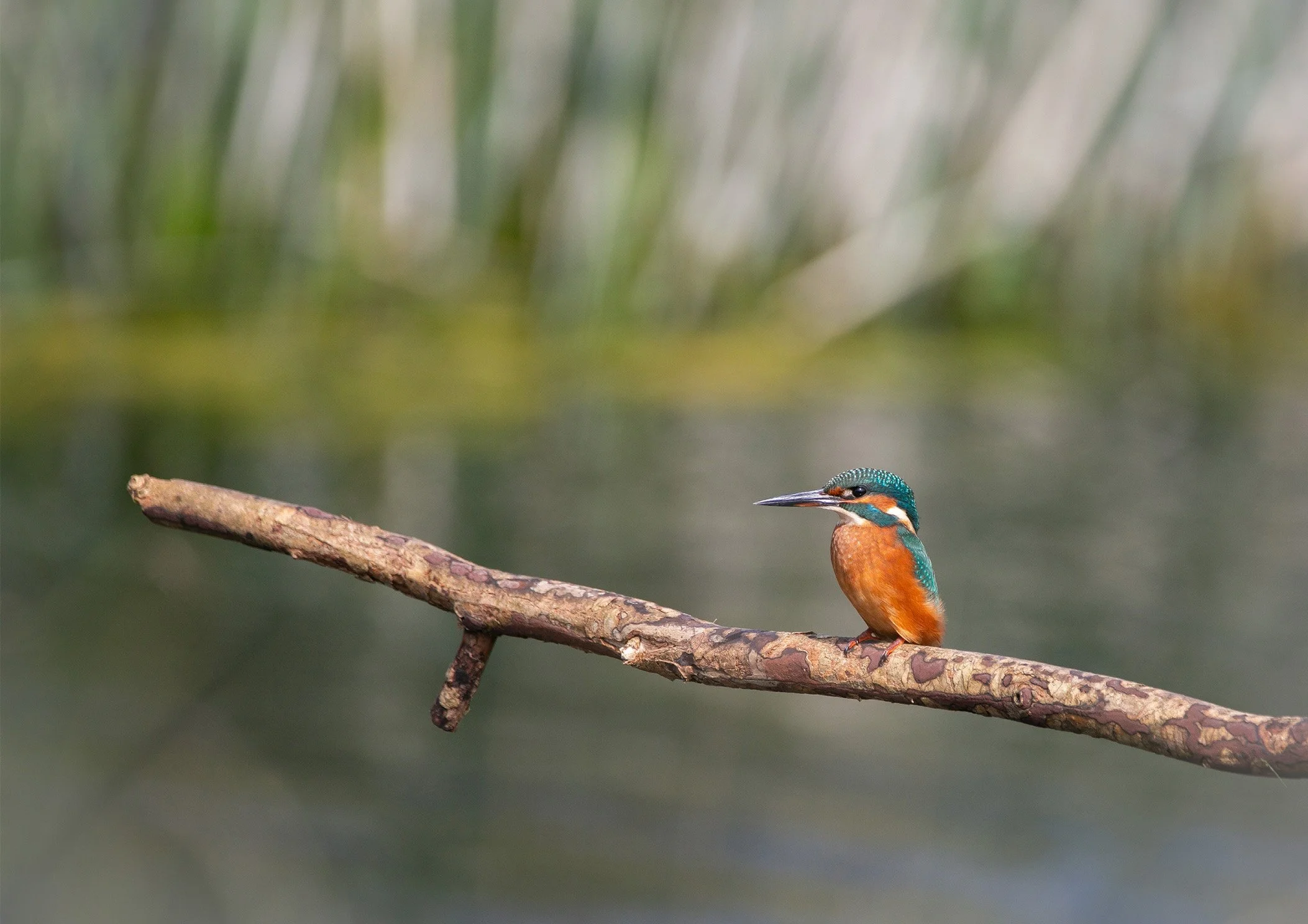 Kingfisher