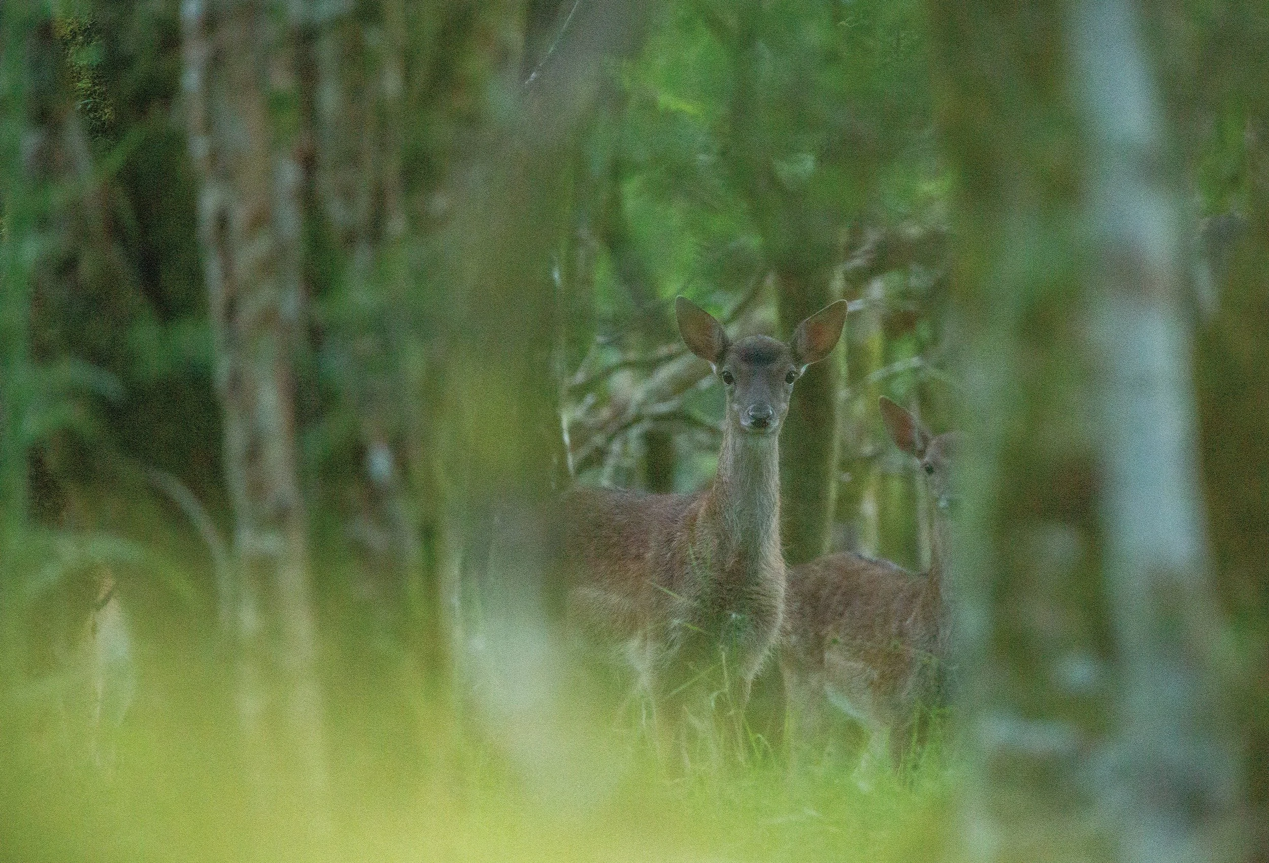 Fallow Resized Bucks.jpg