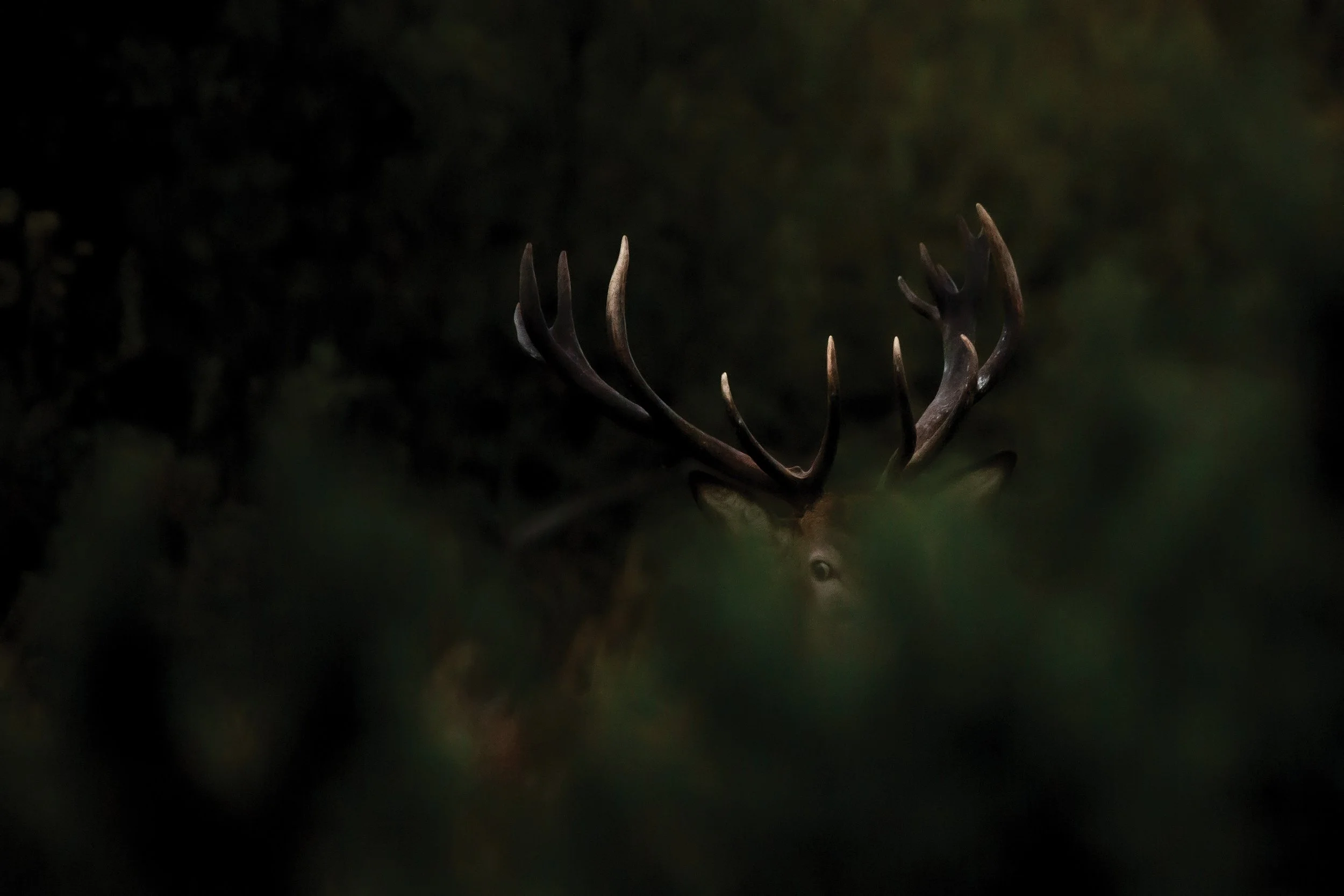 Stag 2RS.jpg