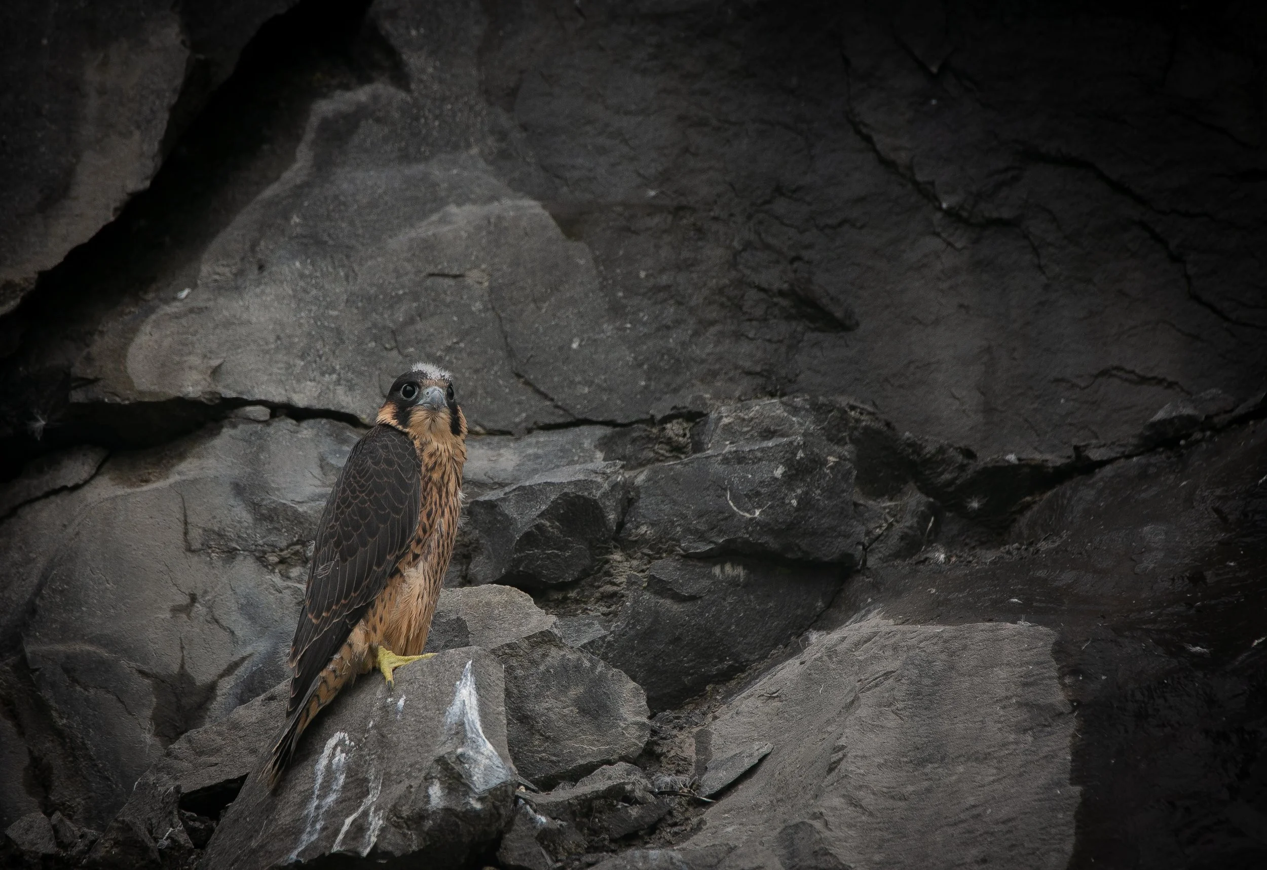 Perigine Falcon - Fledging