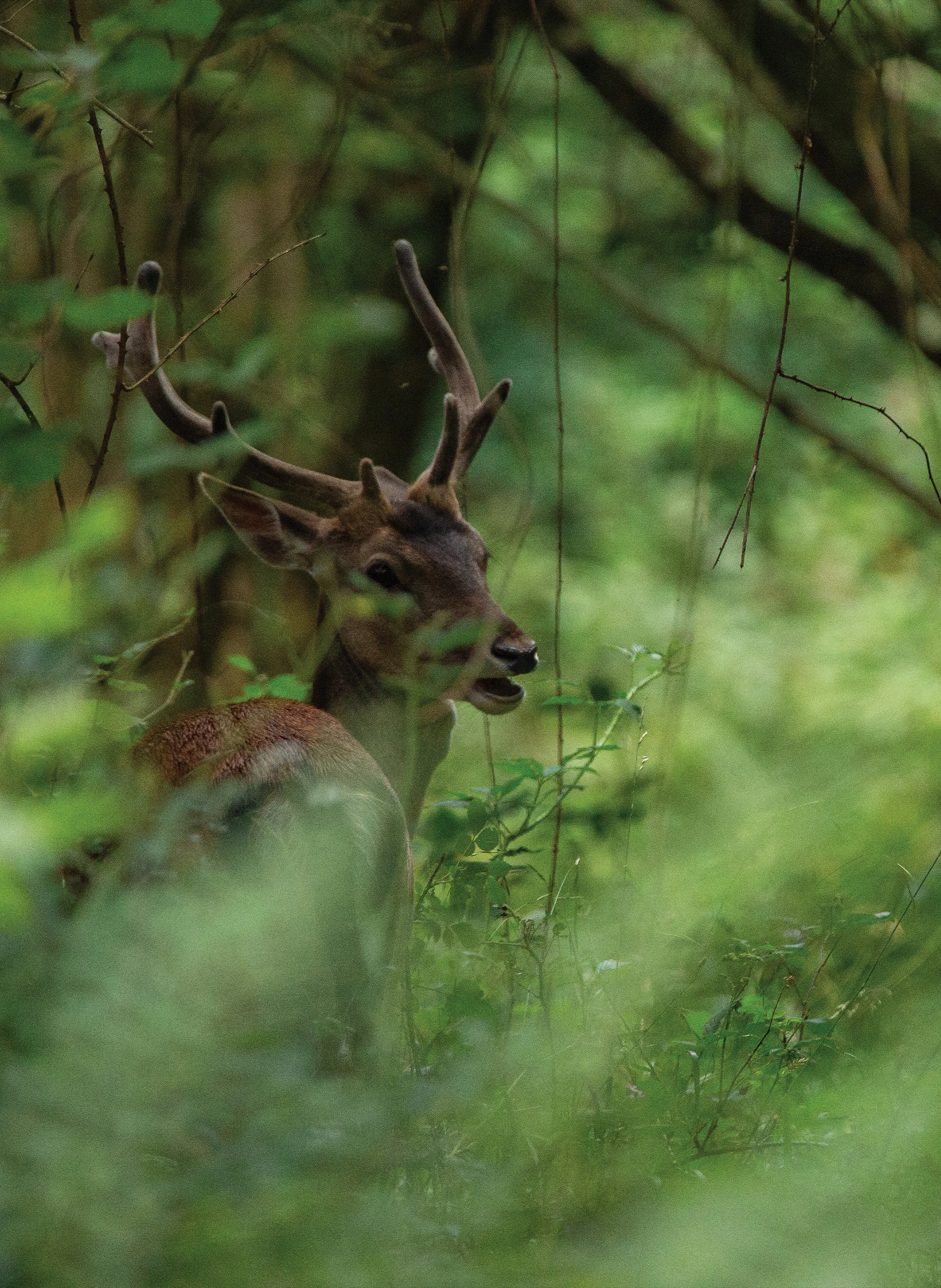 Fallow Stag REDONE 1.jpg