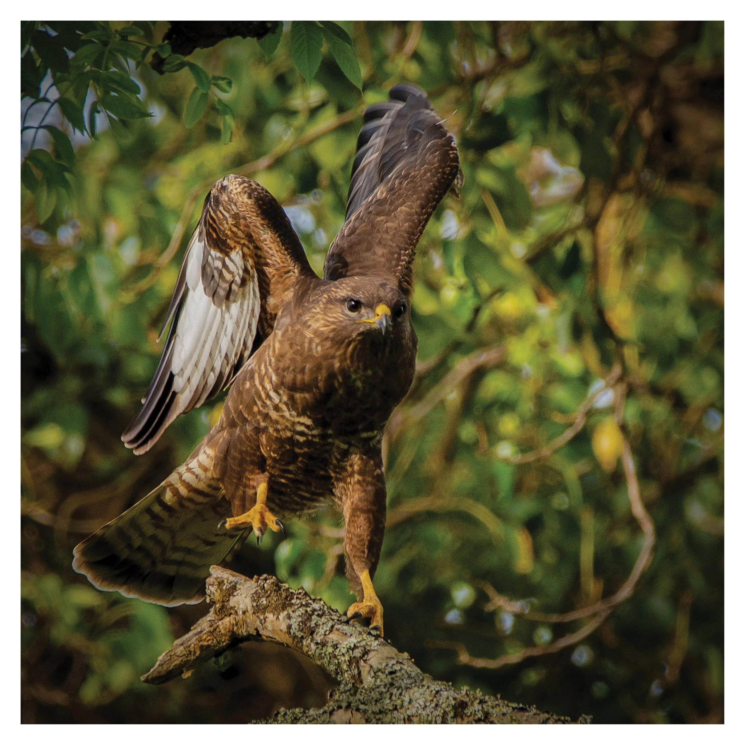 Common Buzzard