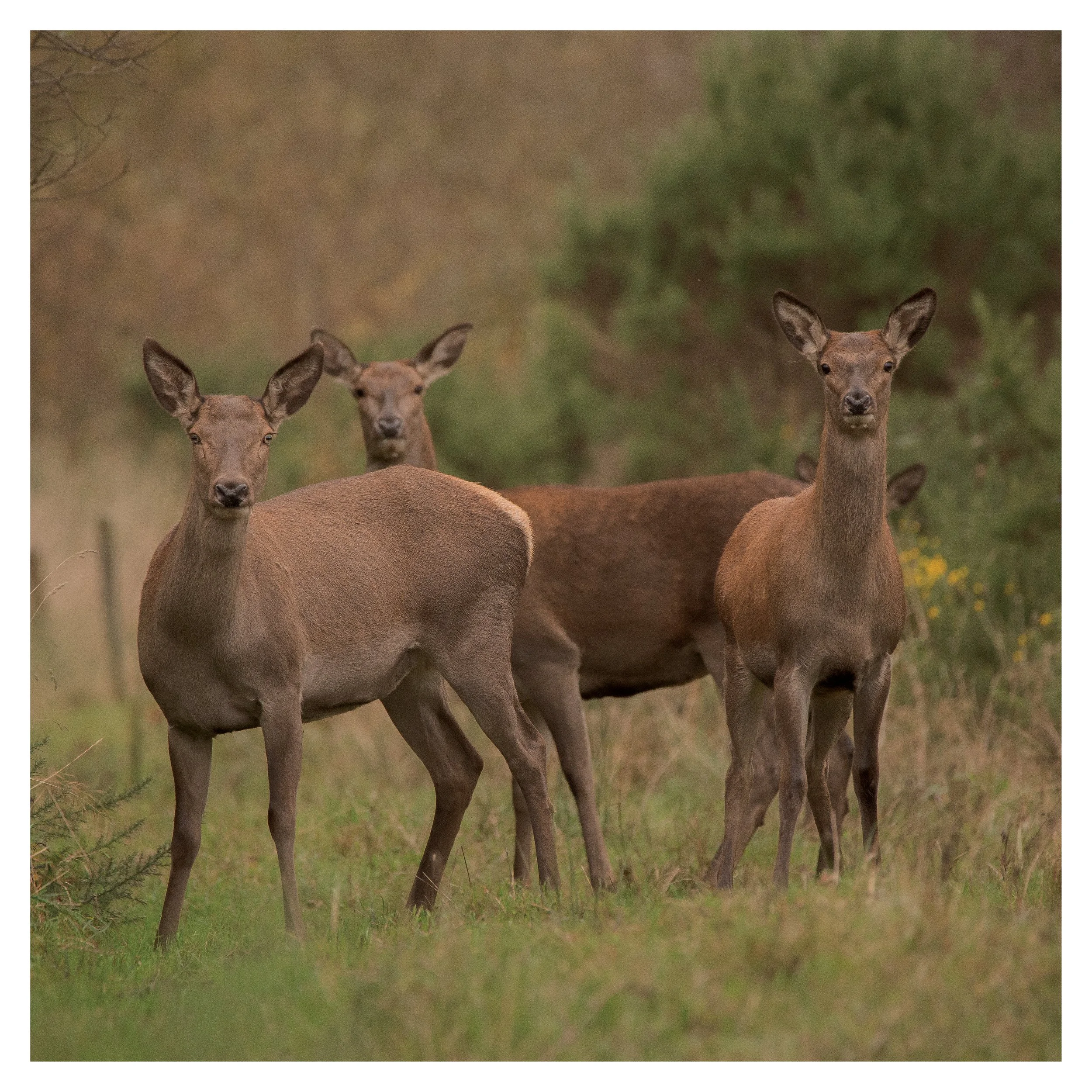 Red Deer - Female