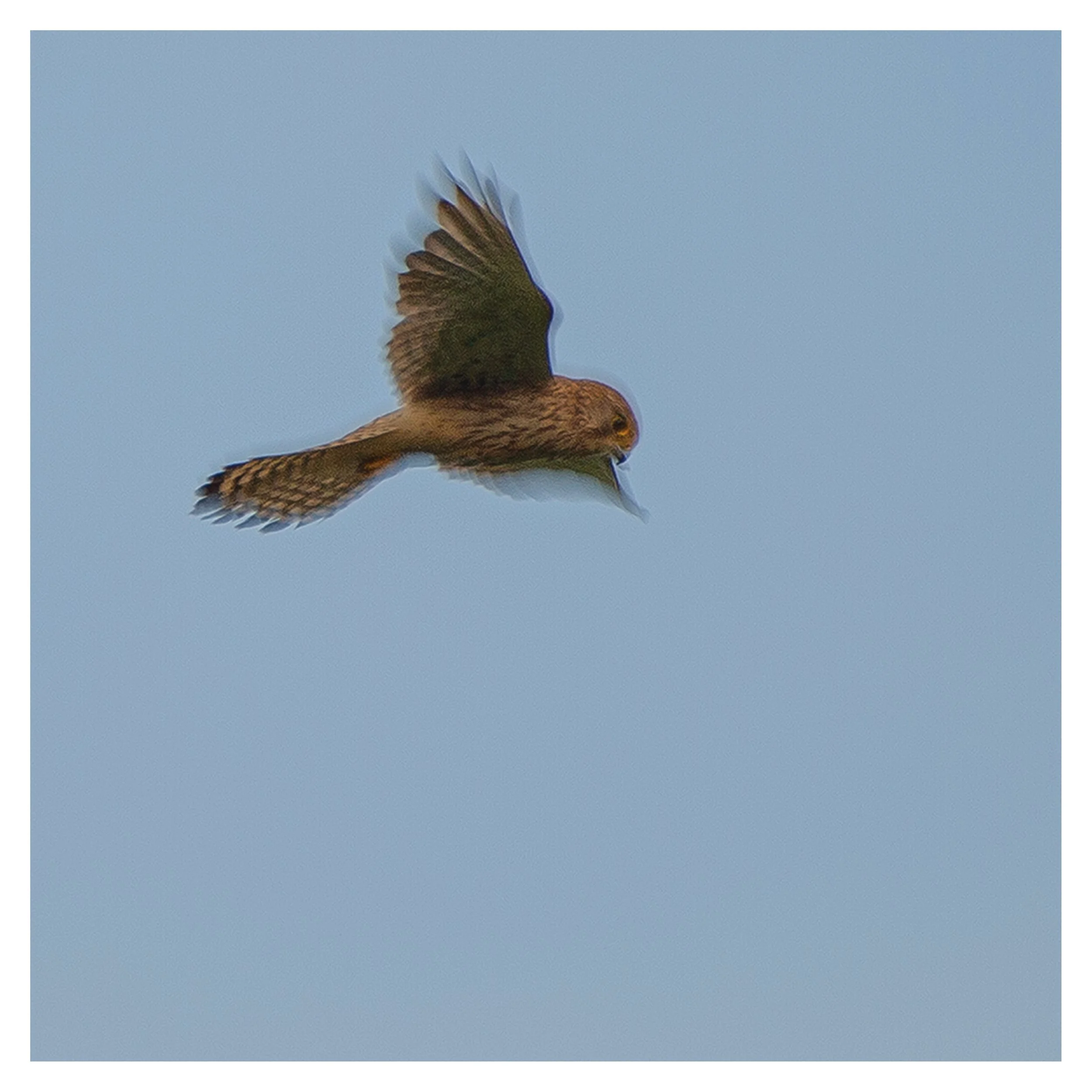 Kestrel