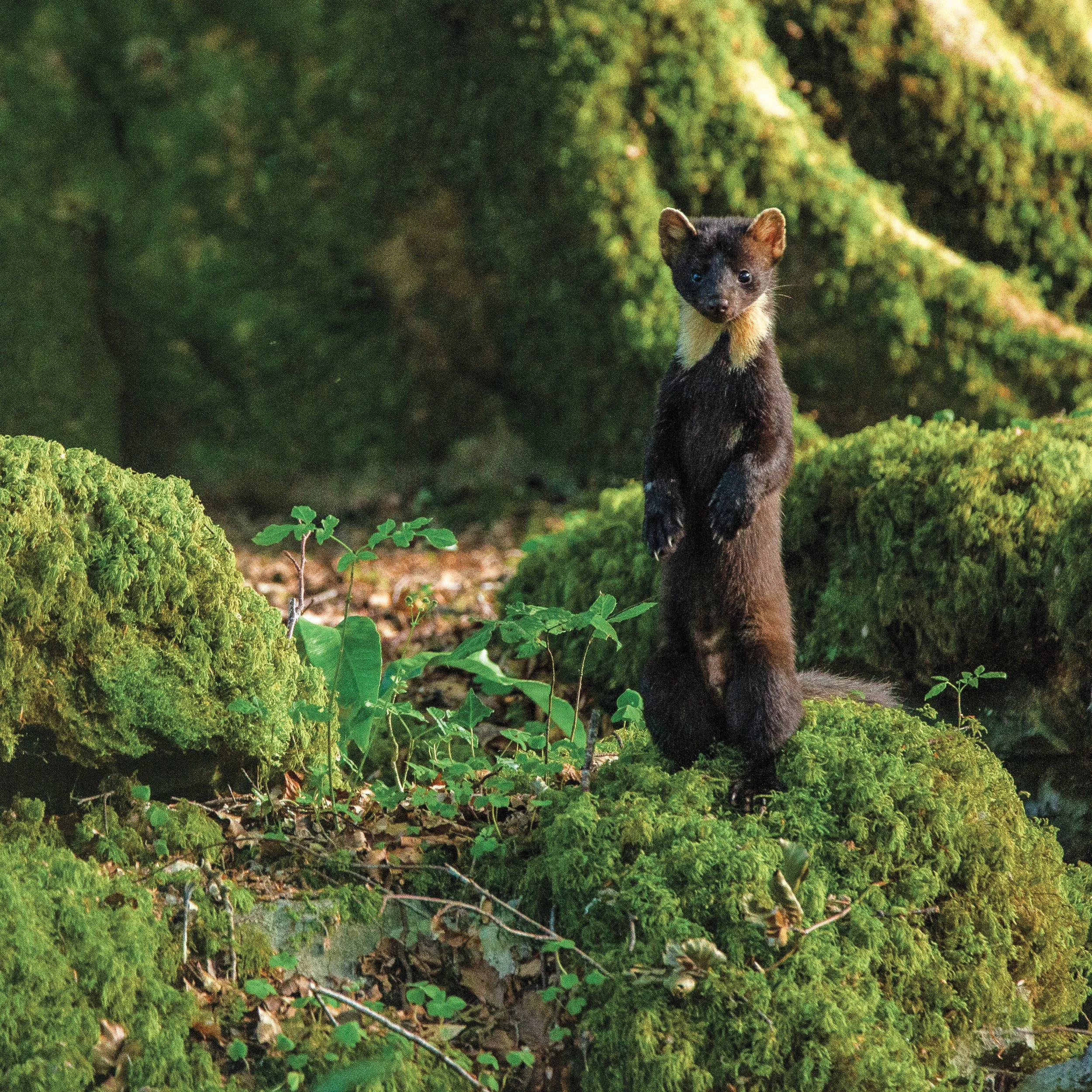 Pine Marten 3.jpg