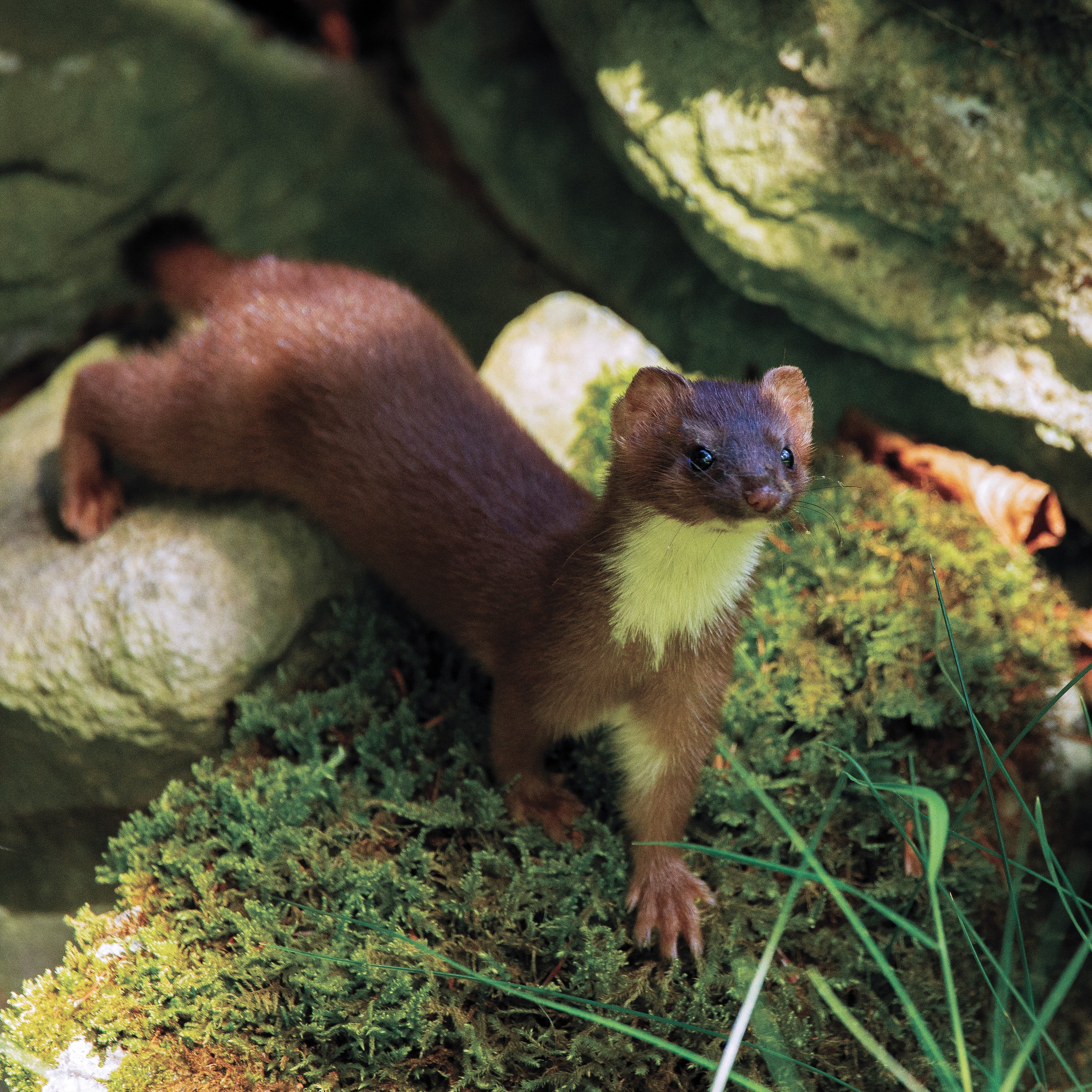 Stoat.jpg