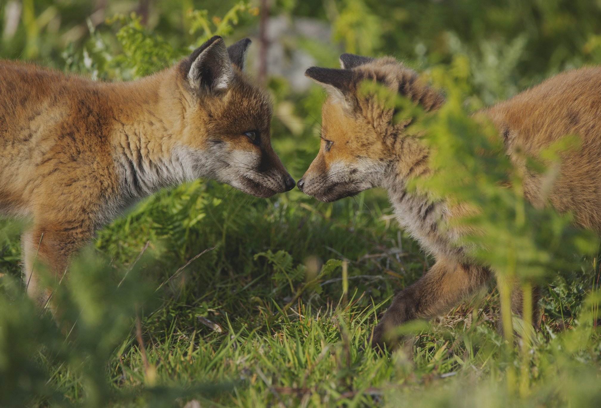 Baby Fox - Dalys.jpg