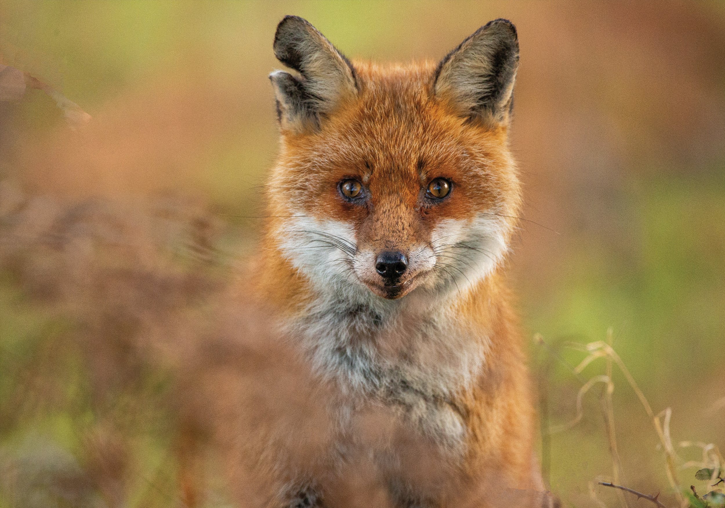 Fox Special.jpg