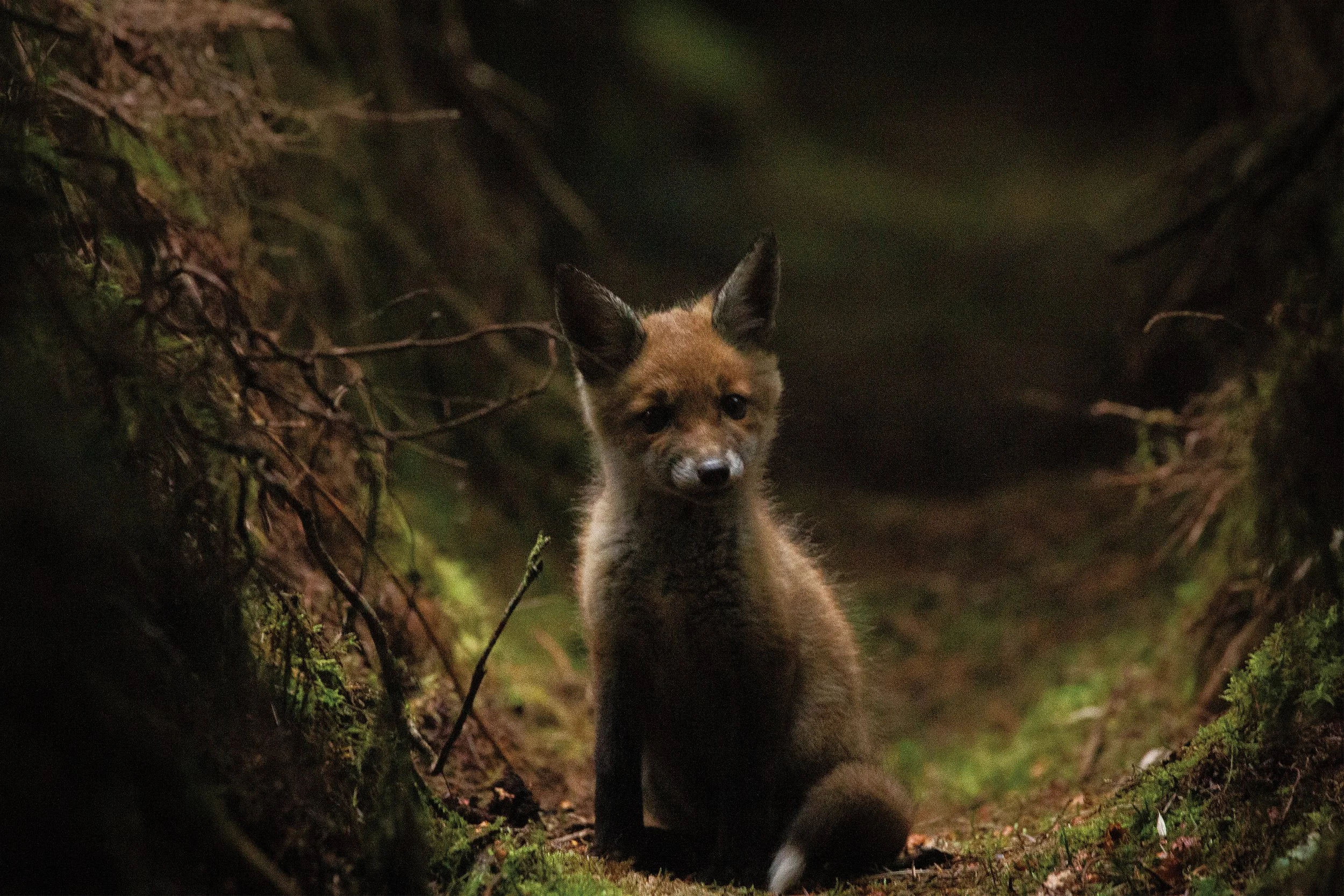 Fox Cub