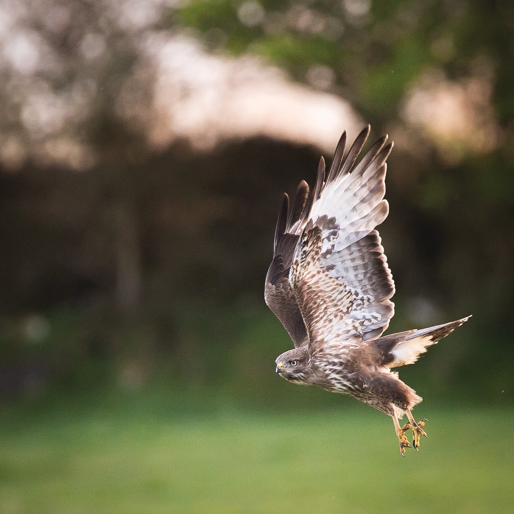 Common Buzzard
