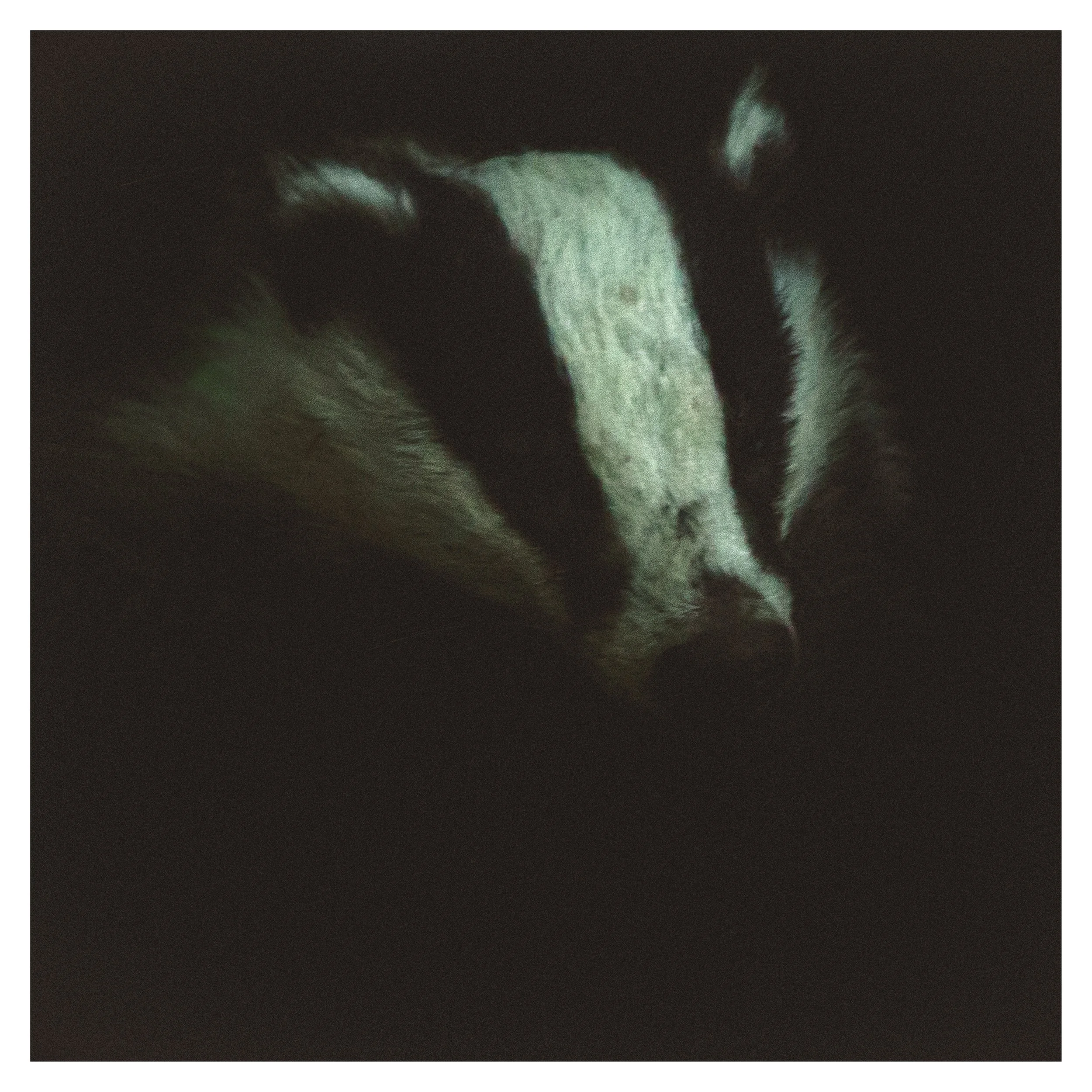 Badger Sow at Night